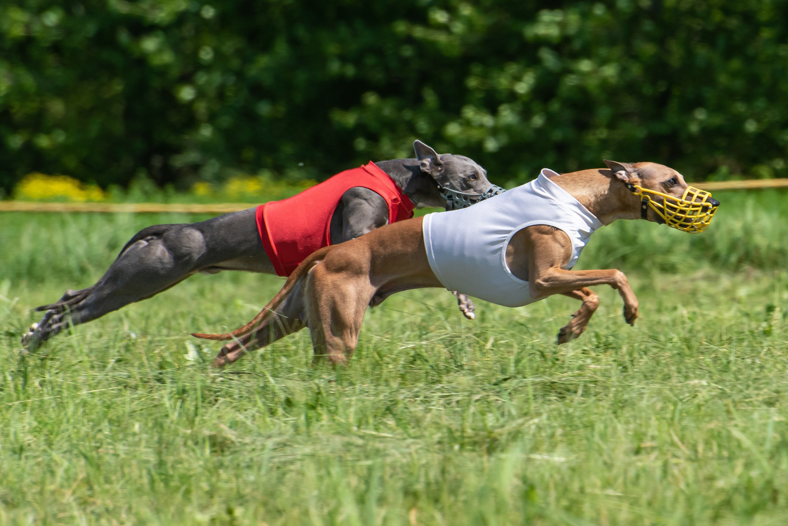 Спортивный фотограф анималист курсинг. Фотограф Макс Огурцов в Нижнем Новгороде