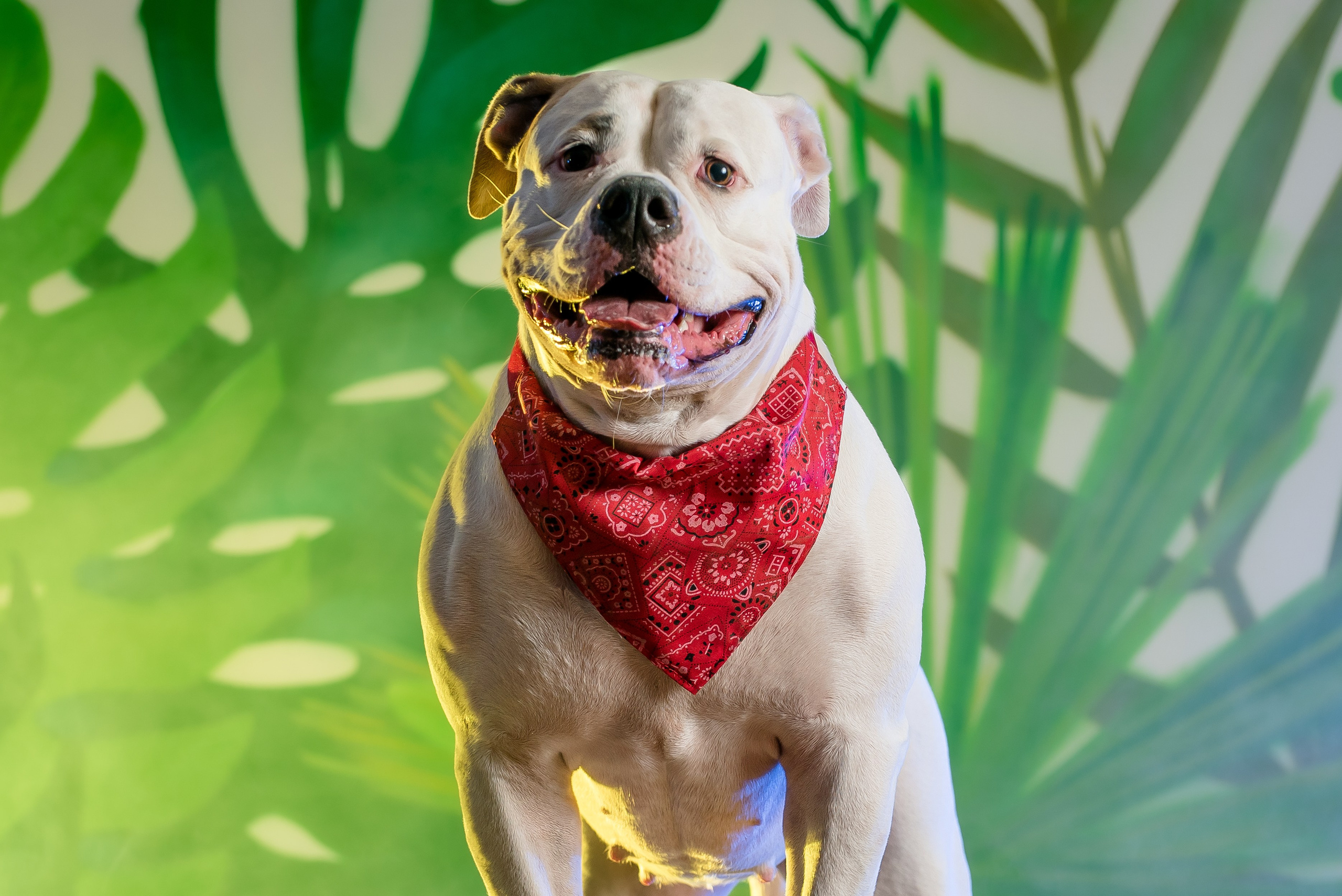 Фотограф собак. Фотограф Макс Огурцов в Нижнем Новгороде