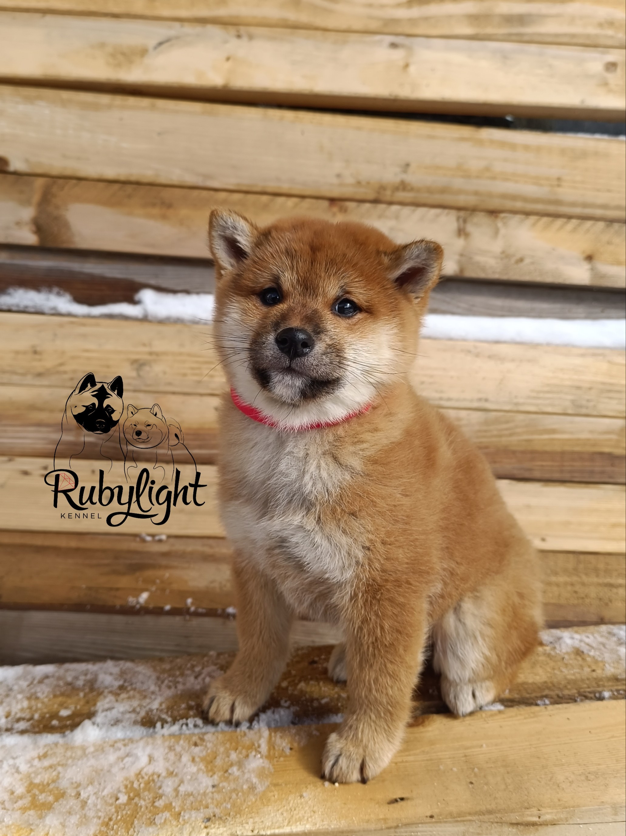 Сиба Rubylight Ellis питомник Рубилайт 