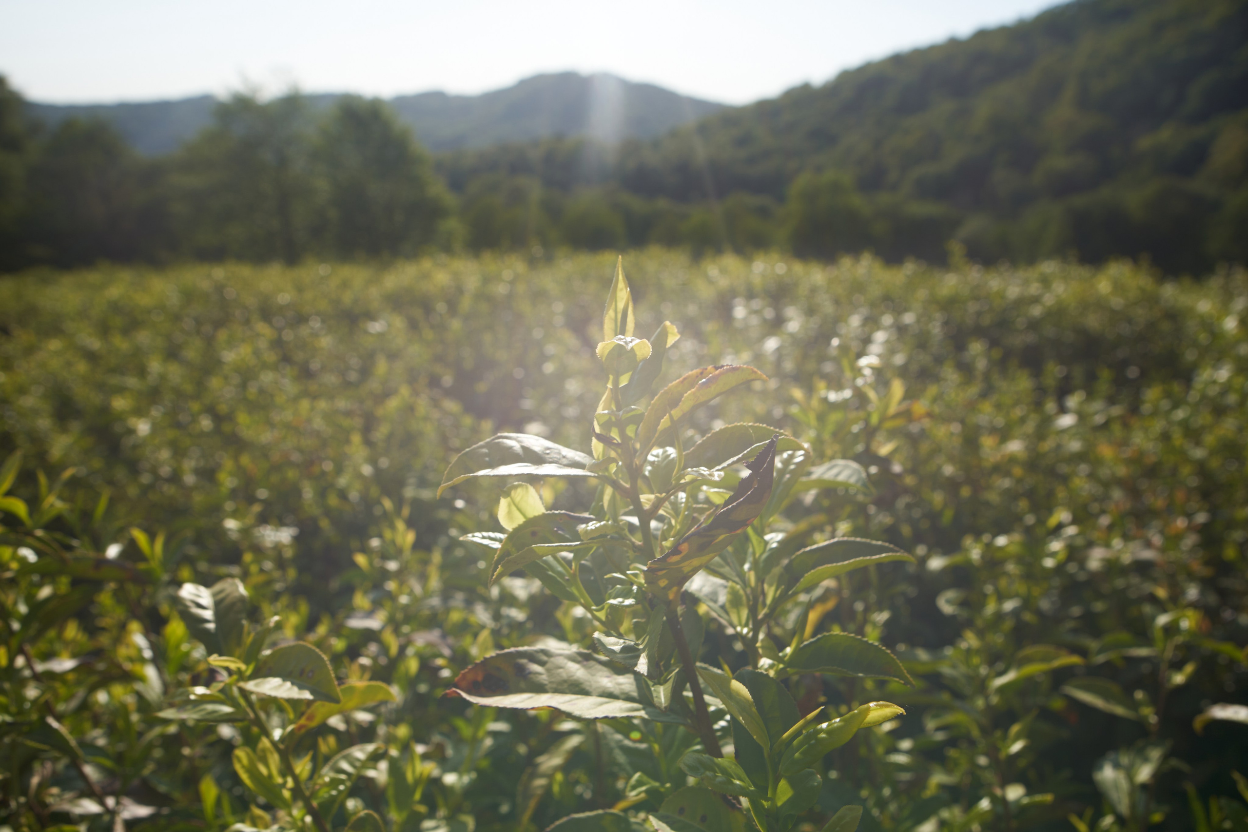 Краснодарский чай. Фотограф и оператор мероприятий, концертов и портретов в городе Москва