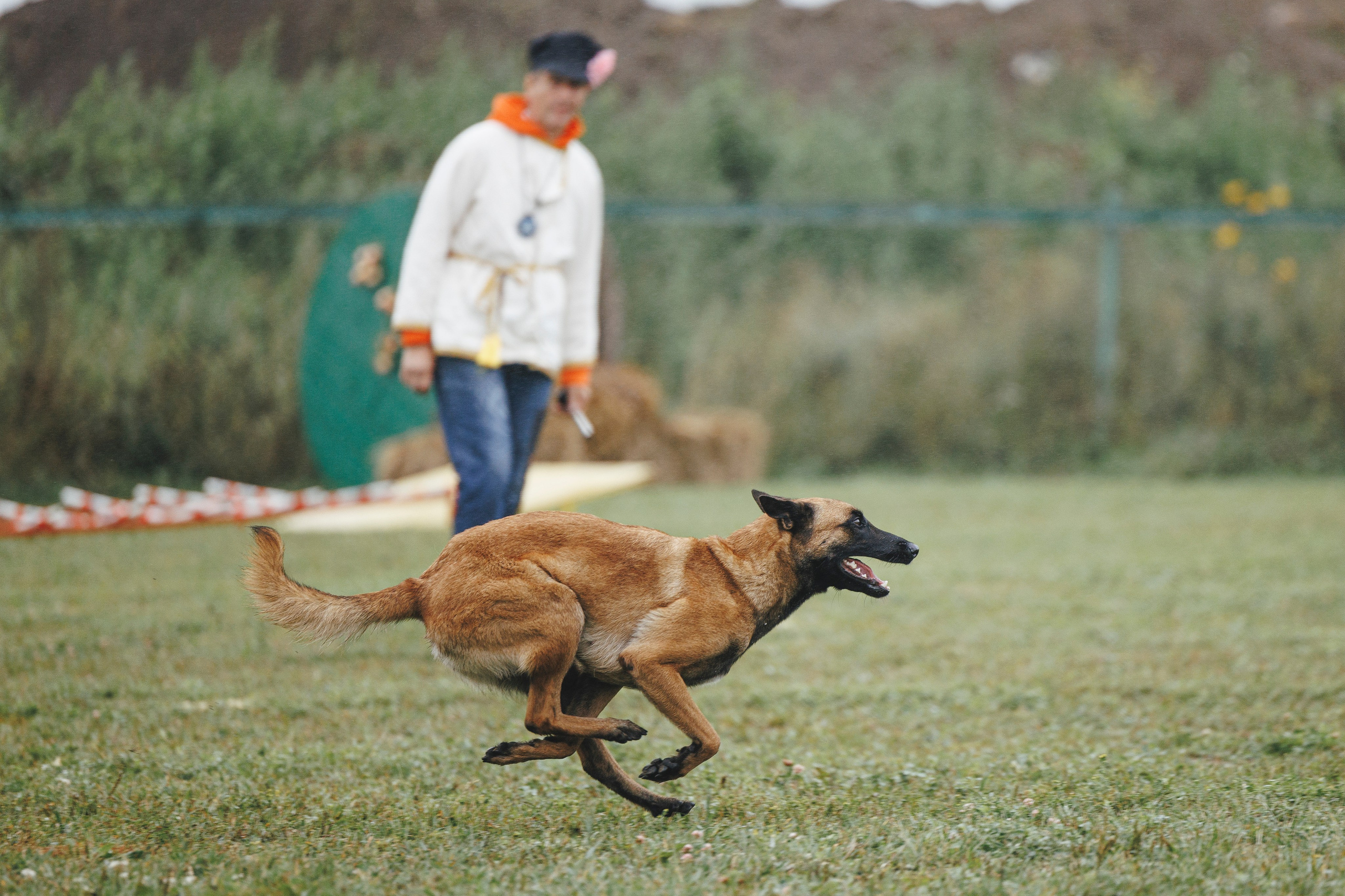 08.08.25-10.08.25 ЧР по мондьорингу г. Вологда. Фотограф-анималист Анна Маринич
