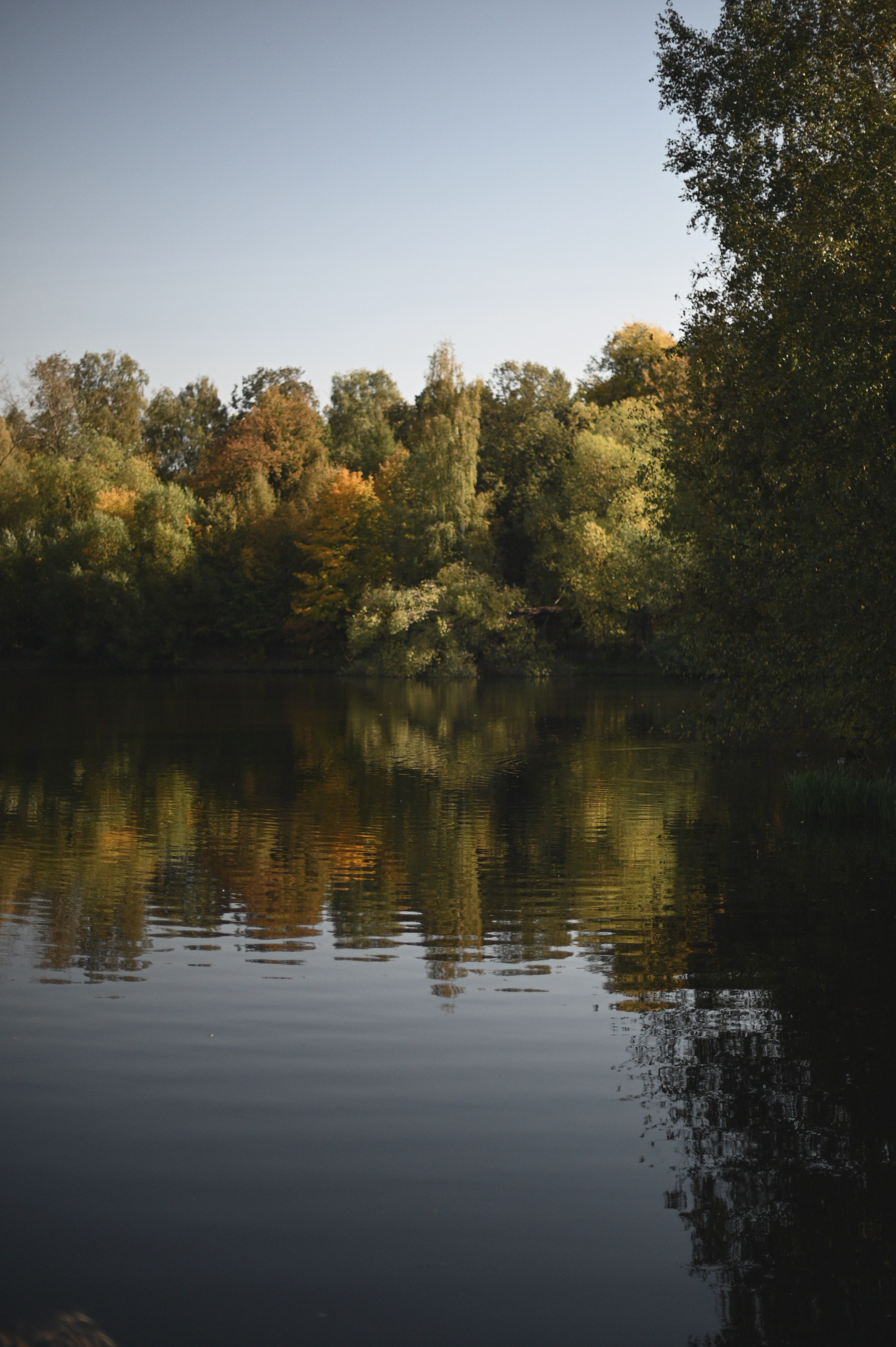 Дерево любви. Фотограф Евгения Пронькина
