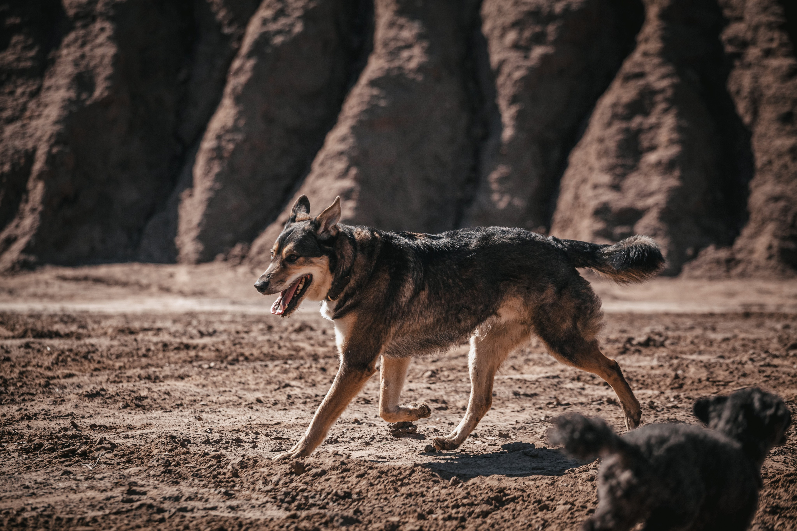 Кондуки. Фотограф-анималист Татьяна Степанова