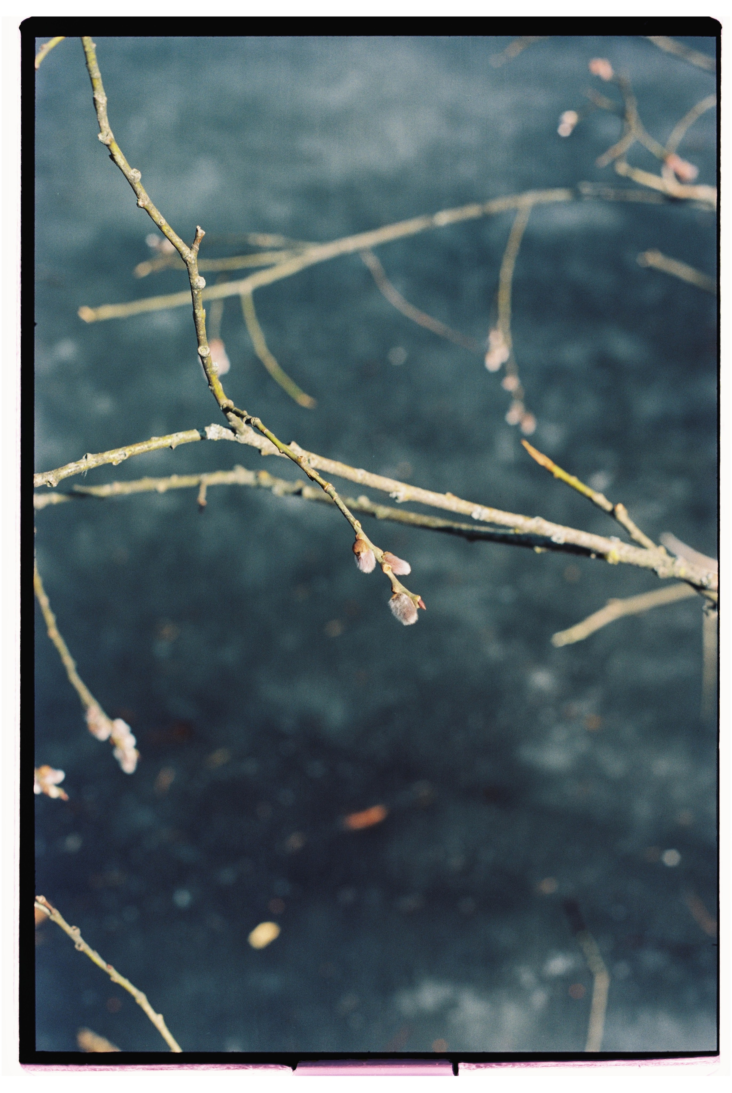 KALUGA. ANNA — PHOTOGRAPHER