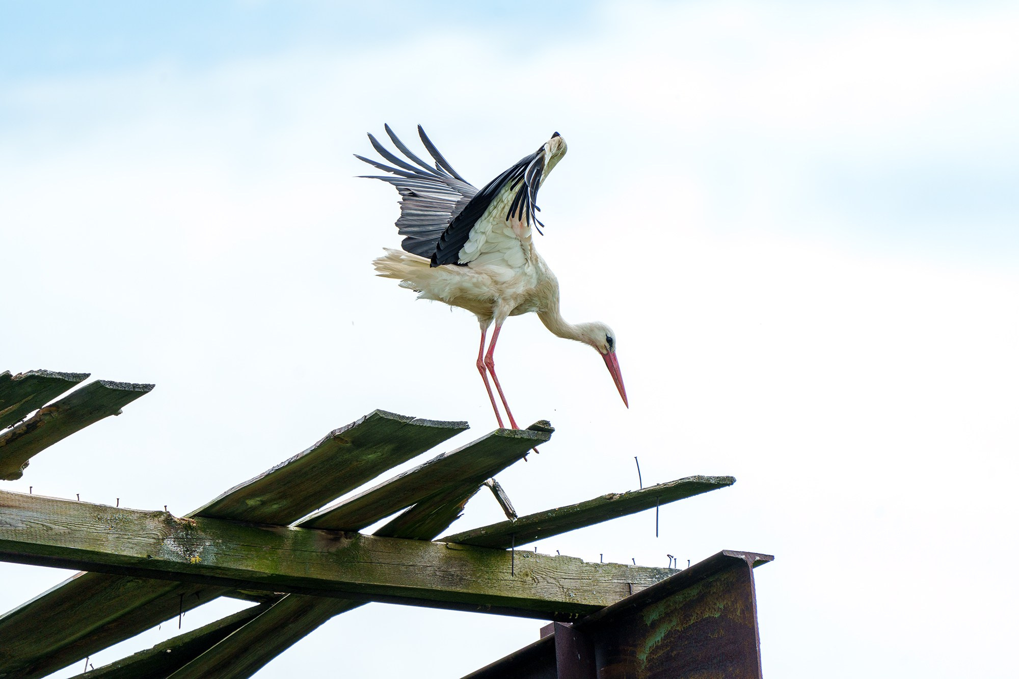 Удивительные мир птиц. Вокруг нас столько прекрасного — присмотритесь!. Ваш личный фотограф Марина Волкова