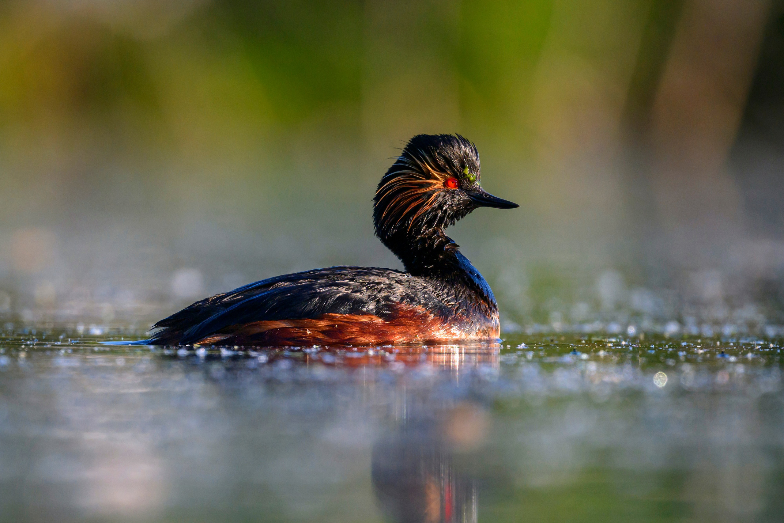 Пополнение у поганок. Фотограф Сергей Пупонин