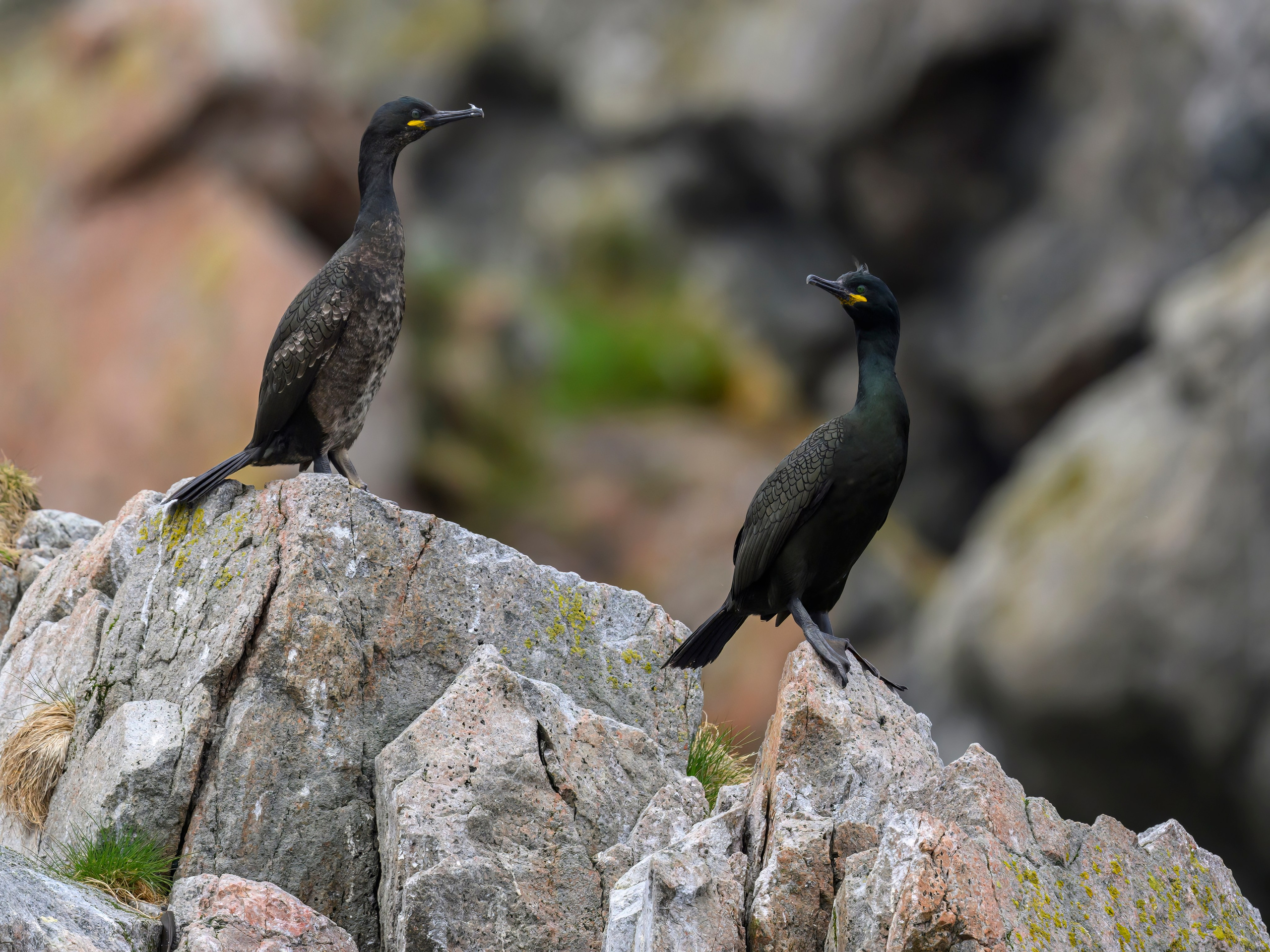 Мурманская область. Июнь 2024. Фотограф Сергей Пупонин