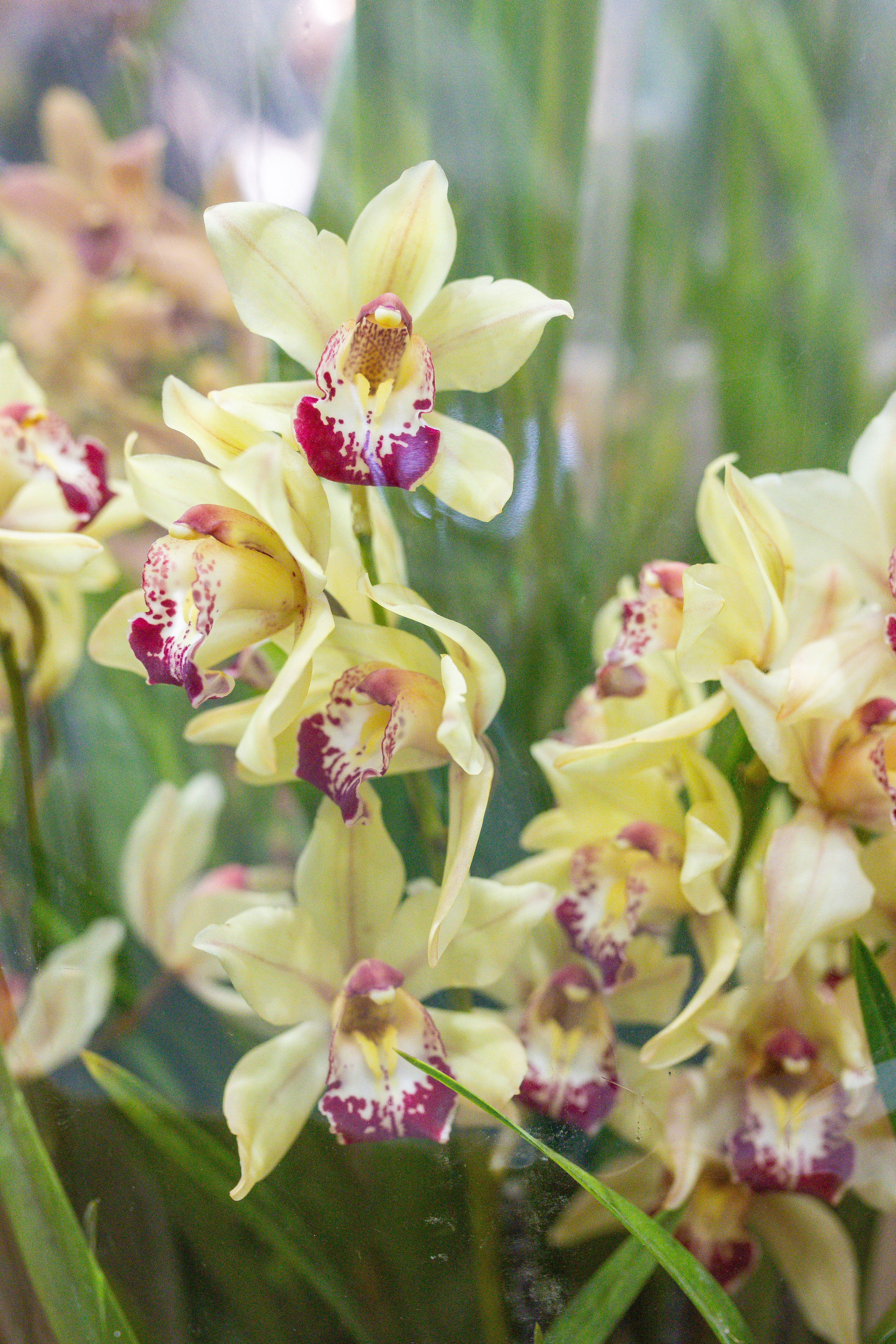 Орхидиум 12.2025. Александра Куликова фотограф, Москва