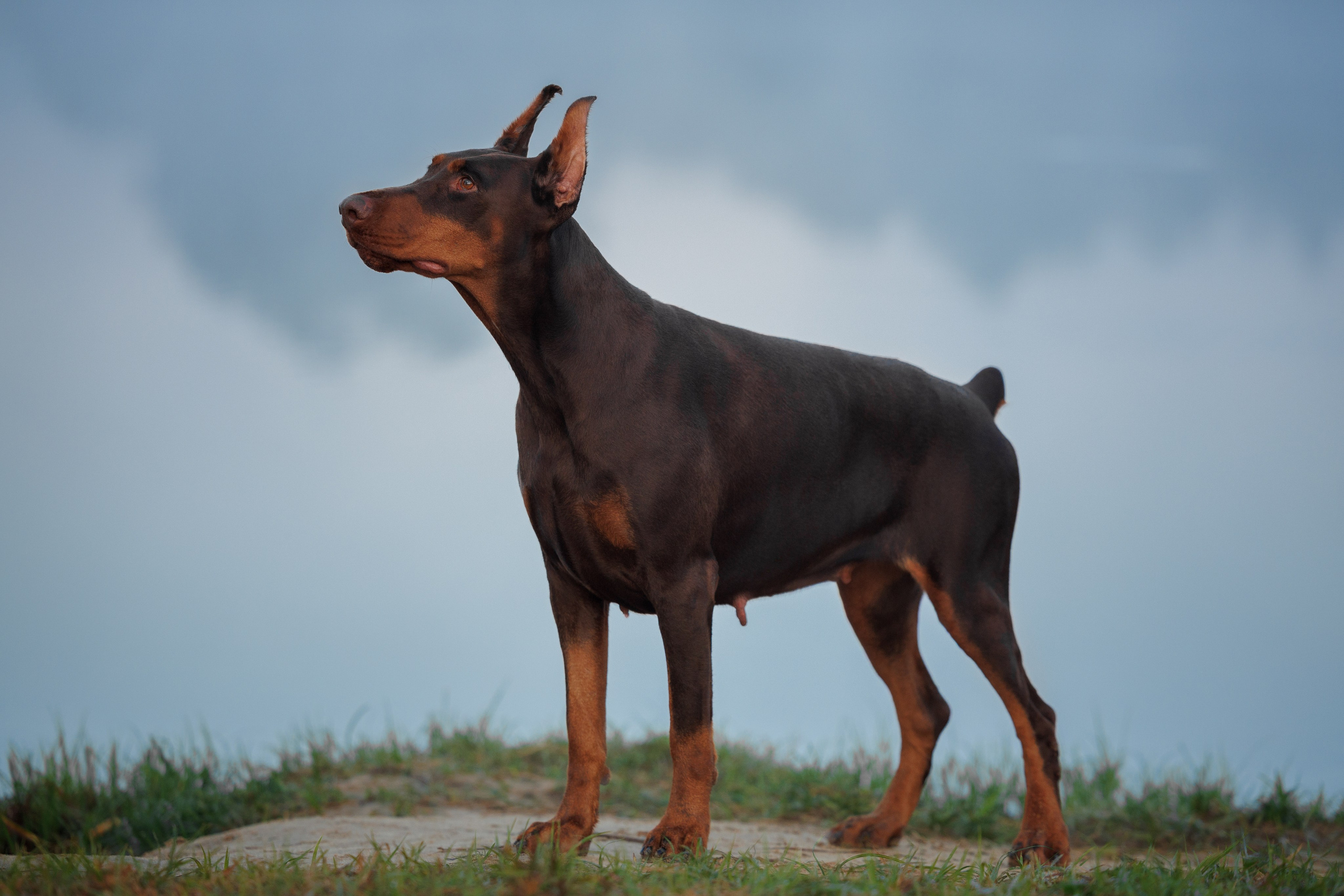 Портфолио: Фотосъёмка собак в Москве и области — авторские образы. Фотограф-анималист и бренд-фотограф в Москве | Фотография собак, людей, бизнес-портрет