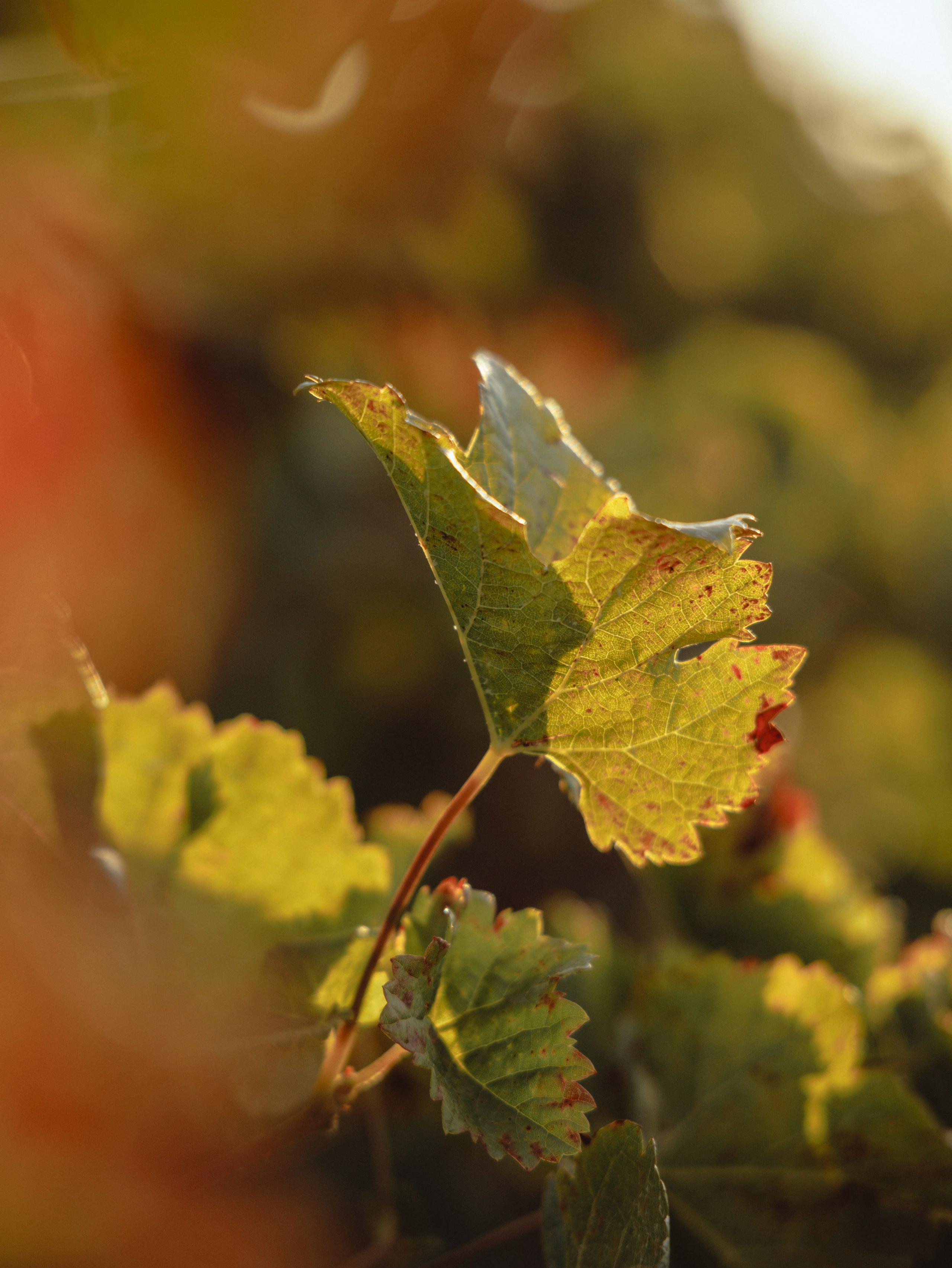Domik в саду. Артем Корнев Фотограф