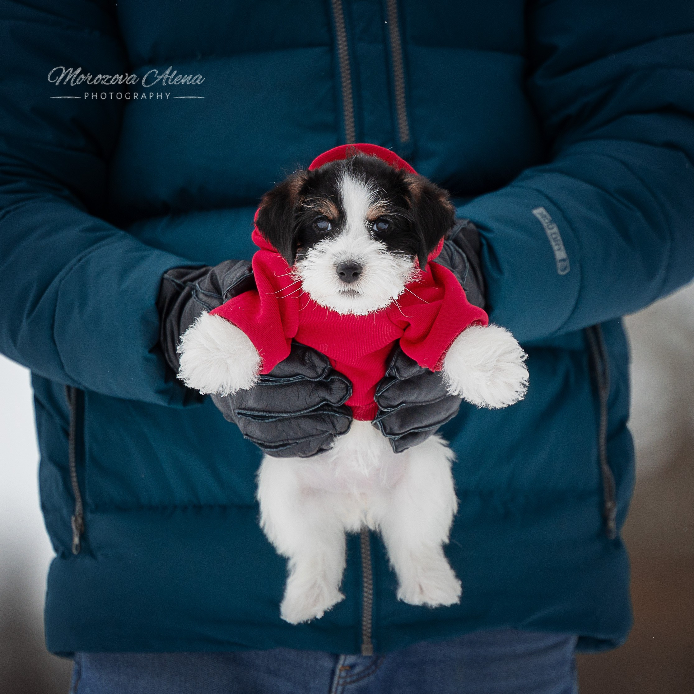 Фотогалерея. Джек Рассел терьер. Санкт-Петербург. Щенки Джек Рассел терьера