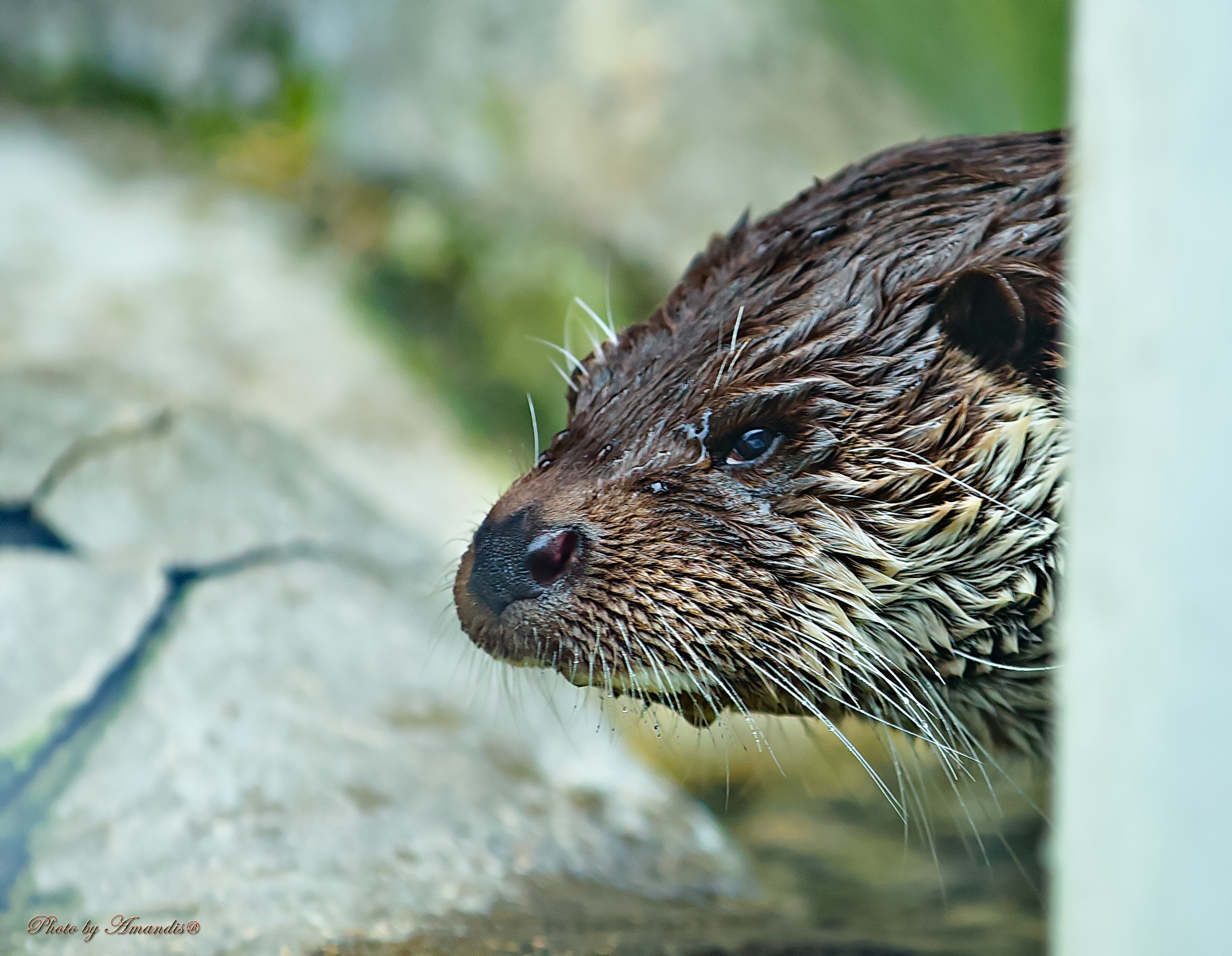 Московский зоопарк (15.02.2023). Репортажная съемка в Москве и области. Анималистика
