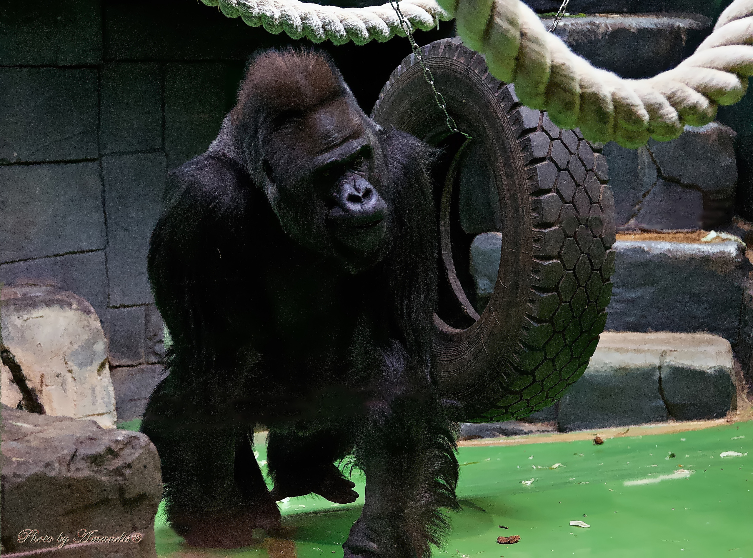 Московский зоопарк (15.02.2023). Репортажная съемка в Москве и области. Анималистика