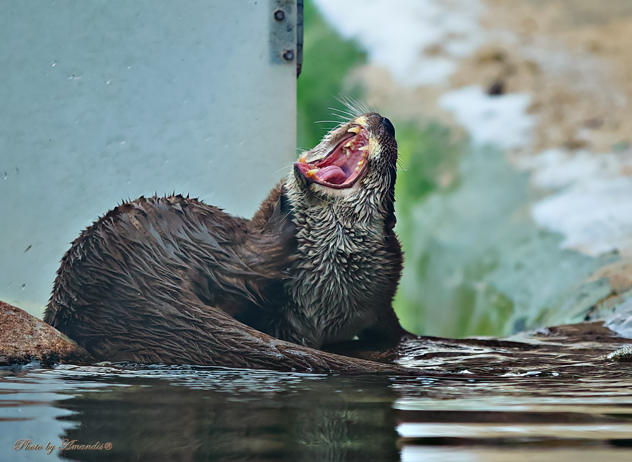 Московский зоопарк (15.02.2023). Репортажная съемка в Москве и области. Анималистика