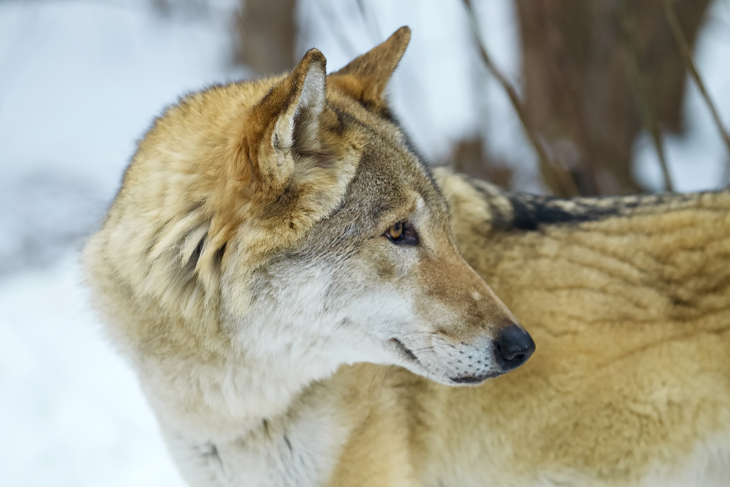 Московский зоопарк (15.02.2023). Репортажная съемка в Москве и области. Анималистика