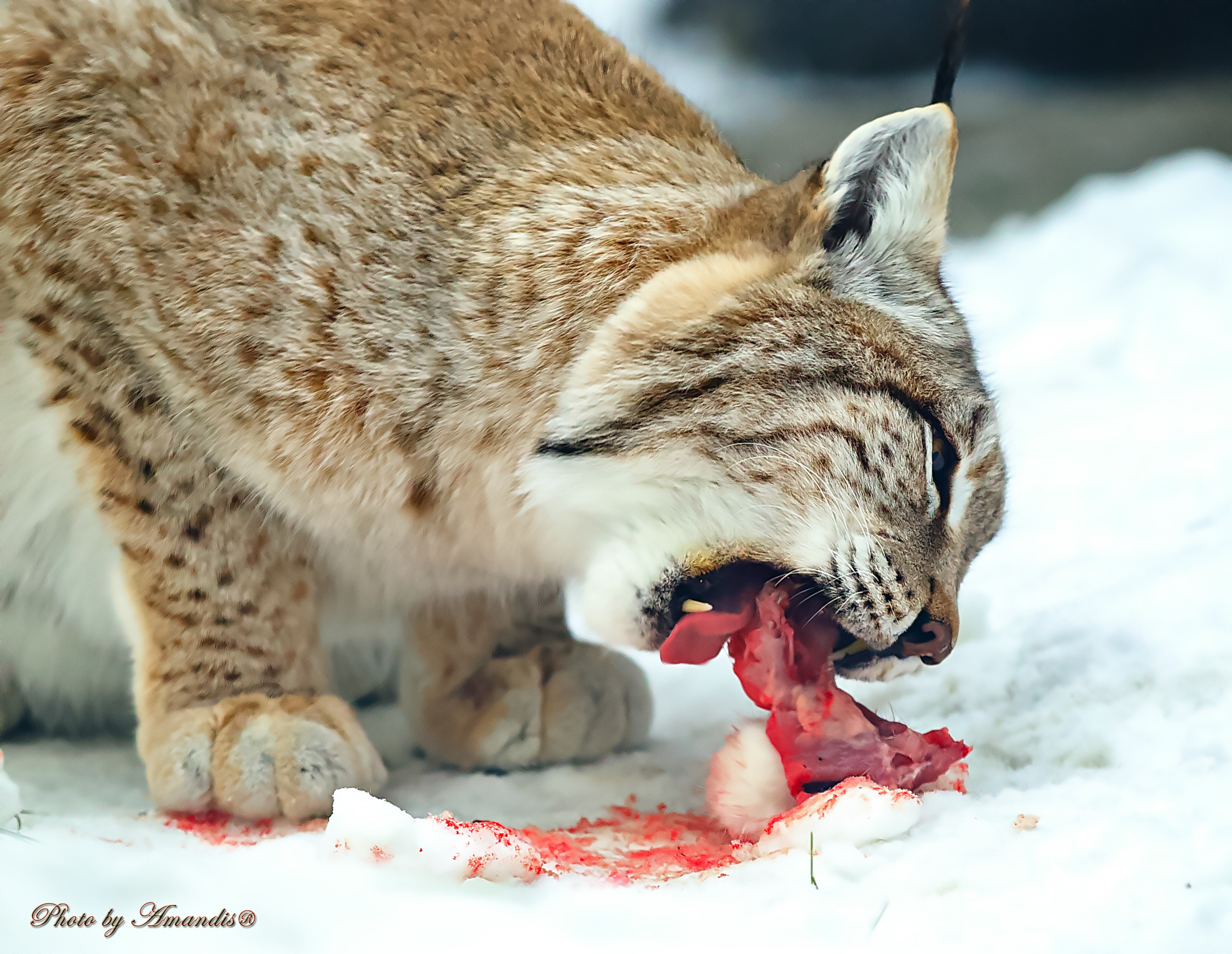 Московский зоопарк (15.02.2023). Репортажная съемка в Москве и области. Анималистика