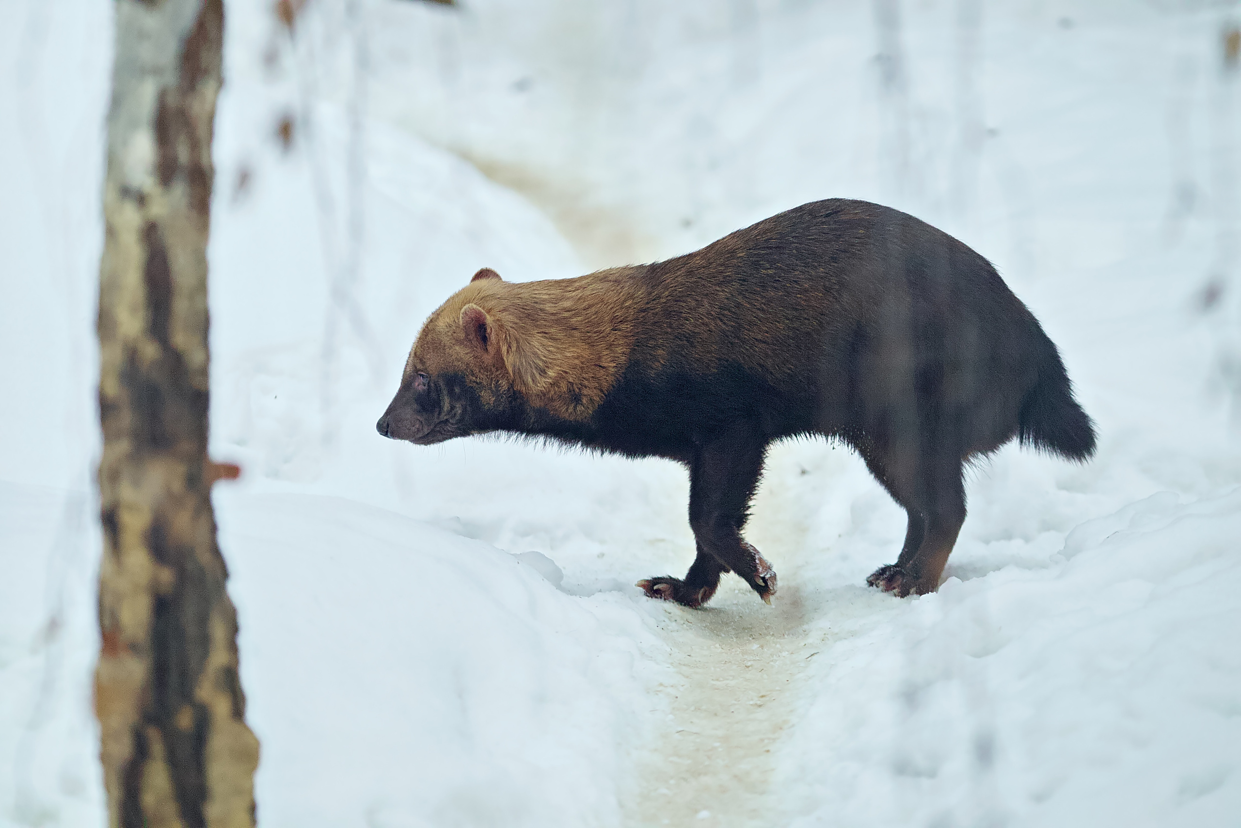 Московский зоопарк (15.02.2023). Репортажная съемка в Москве и области. Анималистика
