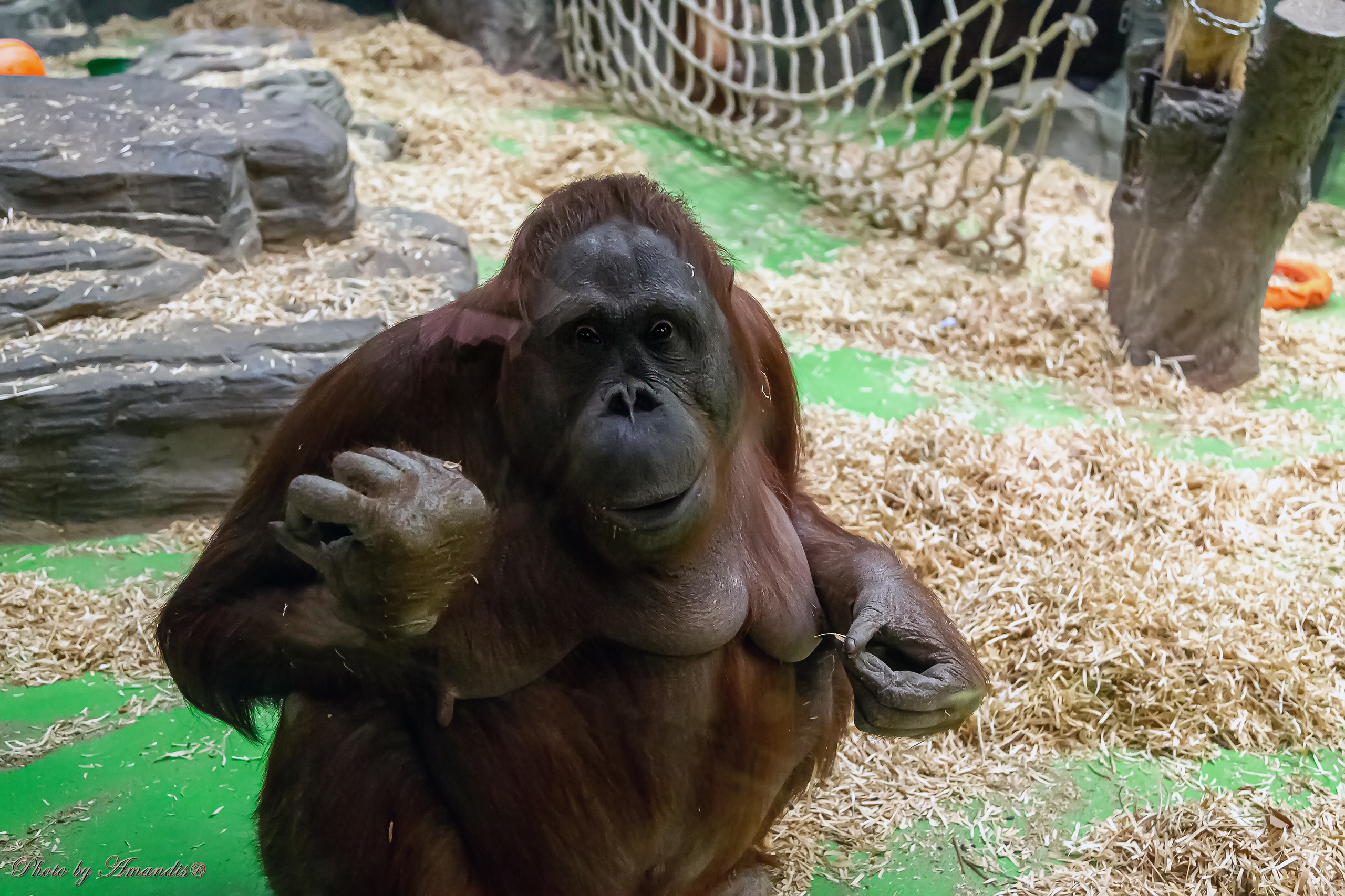 Московский зоопарк (15.02.2023). Репортажная съемка в Москве и области. Анималистика