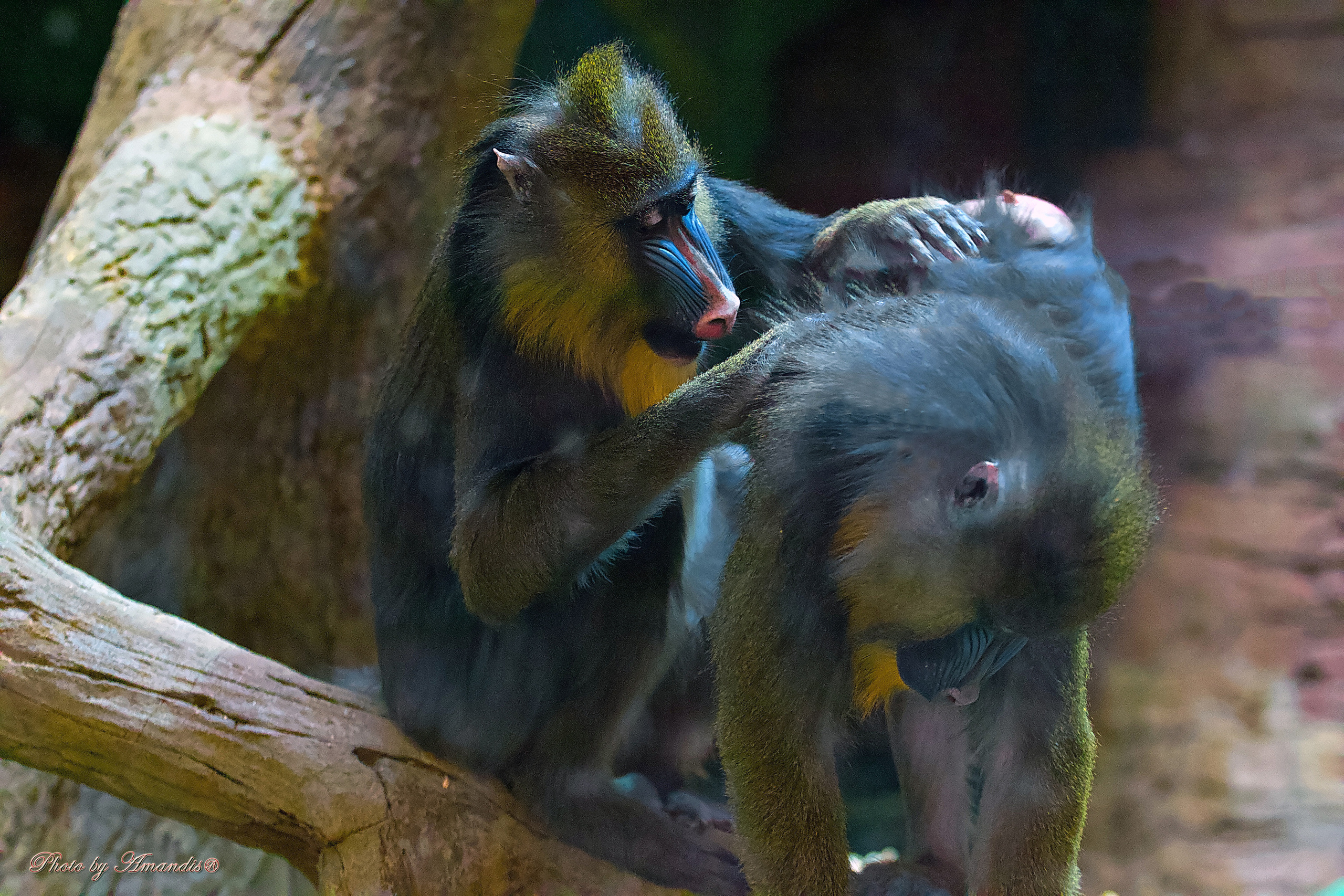 Московский зоопарк (15.02.2023). Репортажная съемка в Москве и области. Анималистика