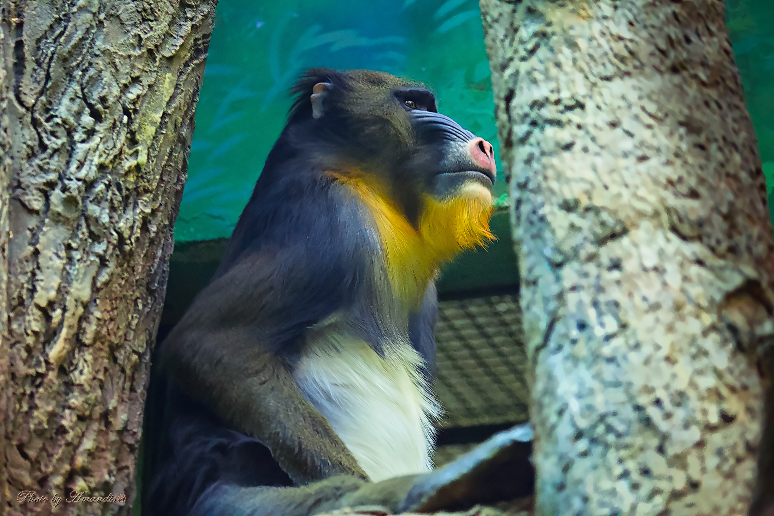 Московский зоопарк (15.02.2023). Репортажная съемка в Москве и области. Анималистика