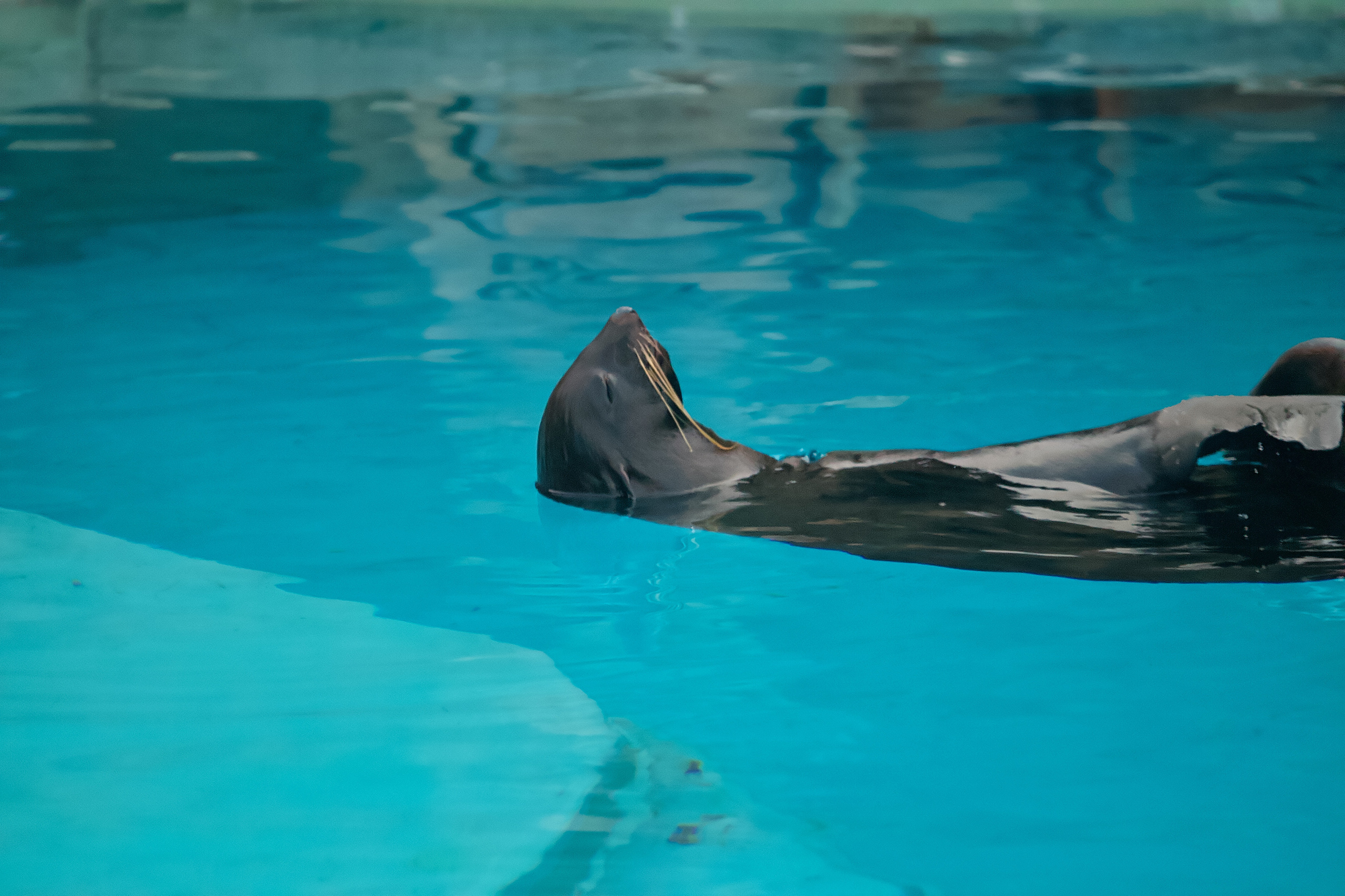 Московский зоопарк (15.02.2023). Репортажная съемка в Москве и области. Анималистика