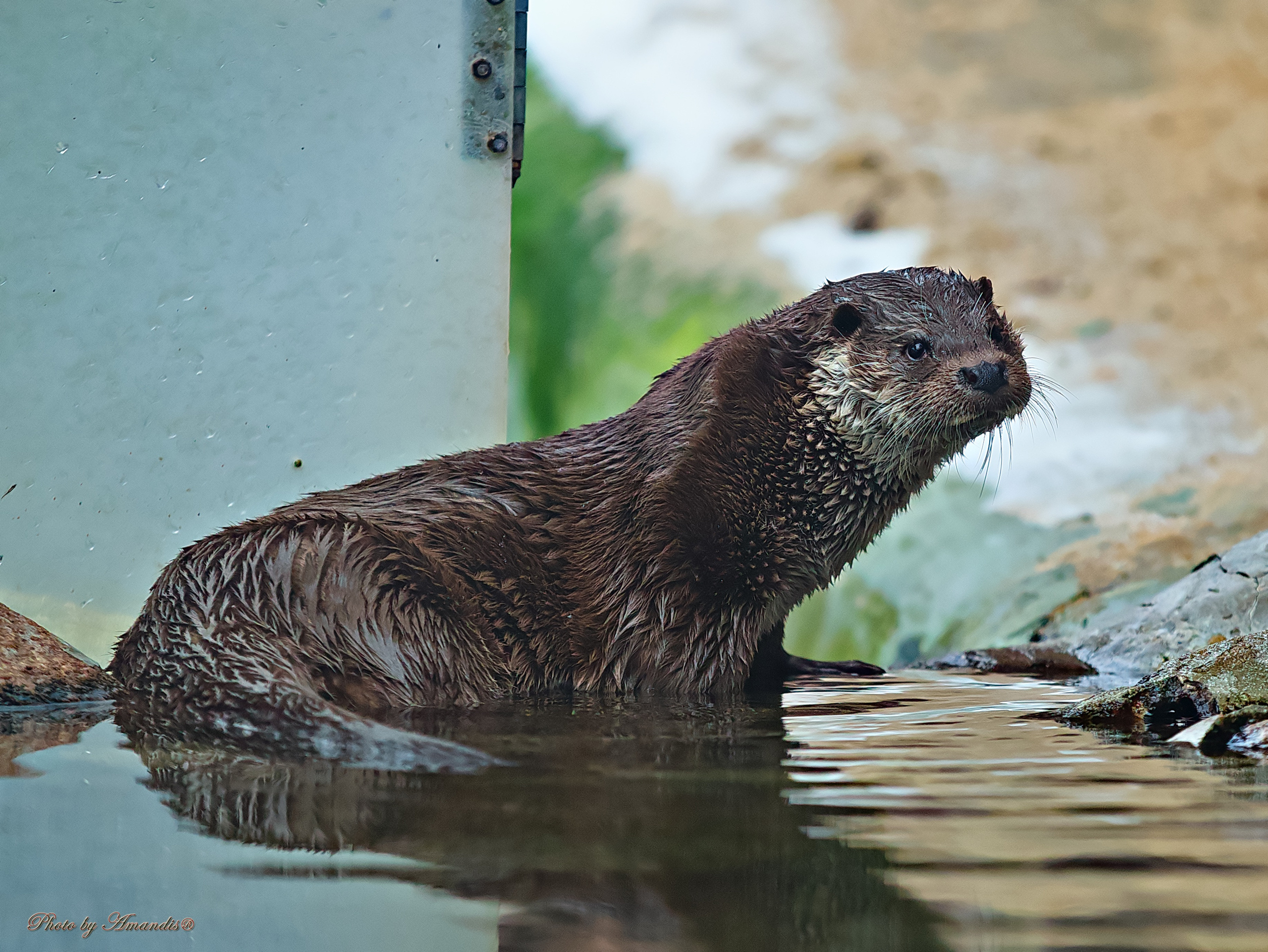 Московский зоопарк (15.02.2023). Репортажная съемка в Москве и области. Анималистика