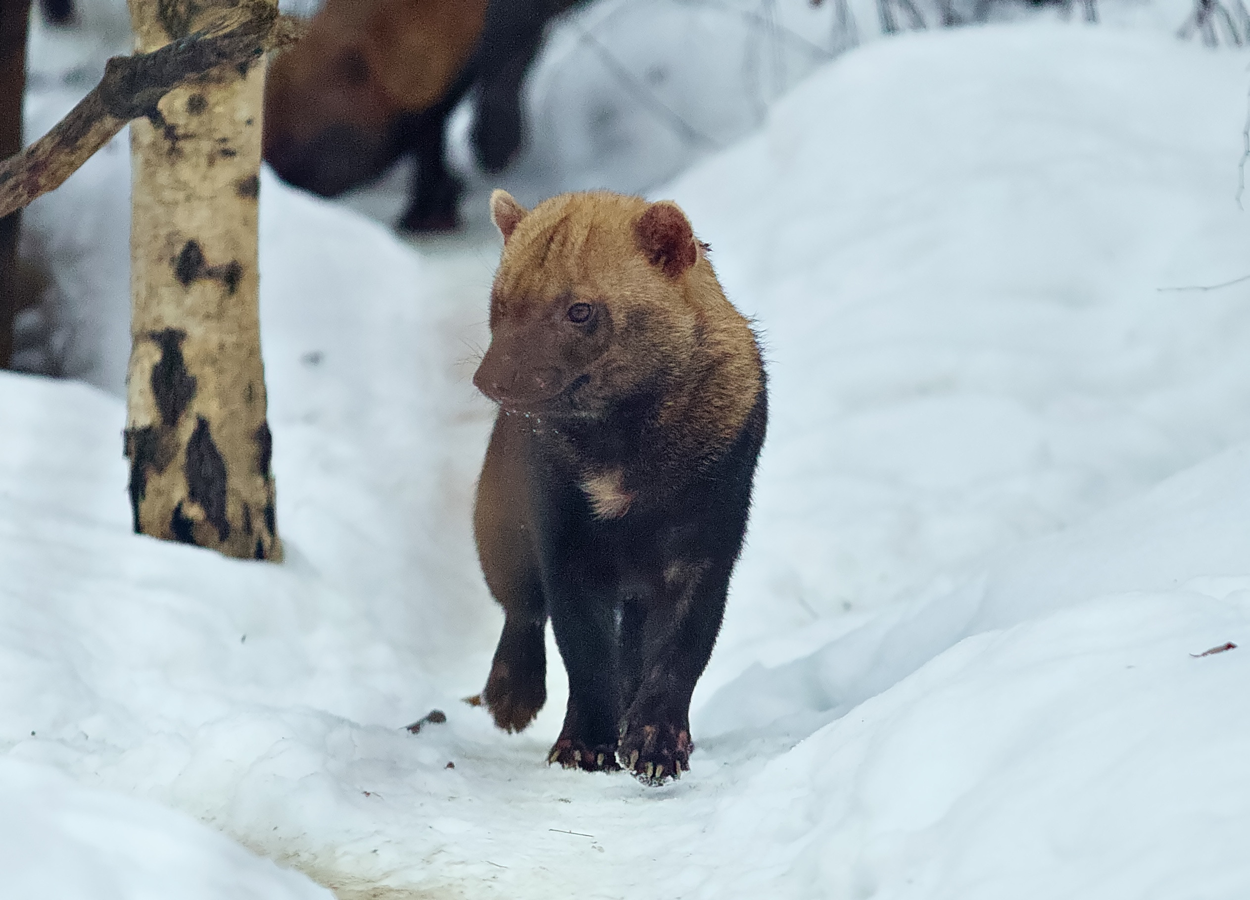 Московский зоопарк (15.02.2023). Репортажная съемка в Москве и области. Анималистика