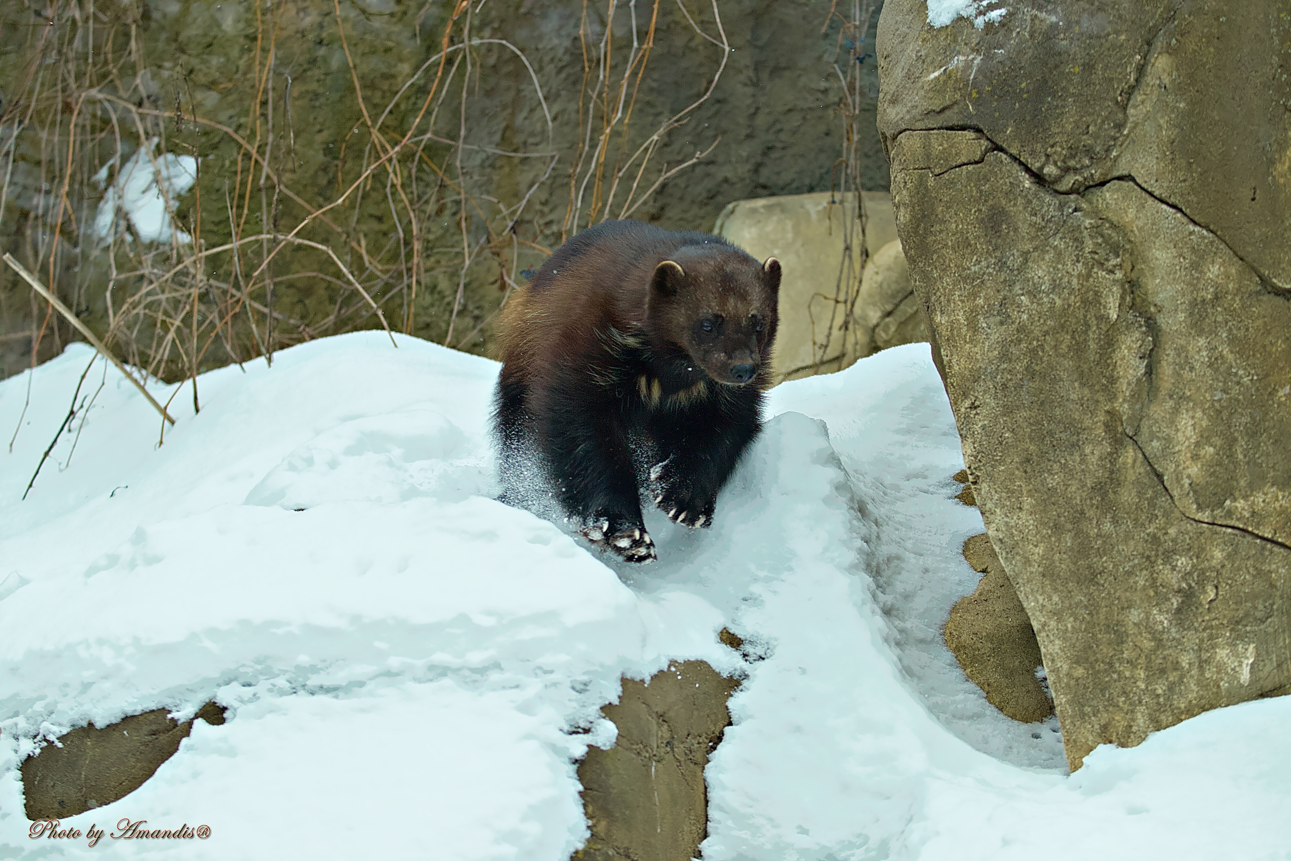 Московский зоопарк (15.02.2023). Репортажная съемка в Москве и области. Анималистика