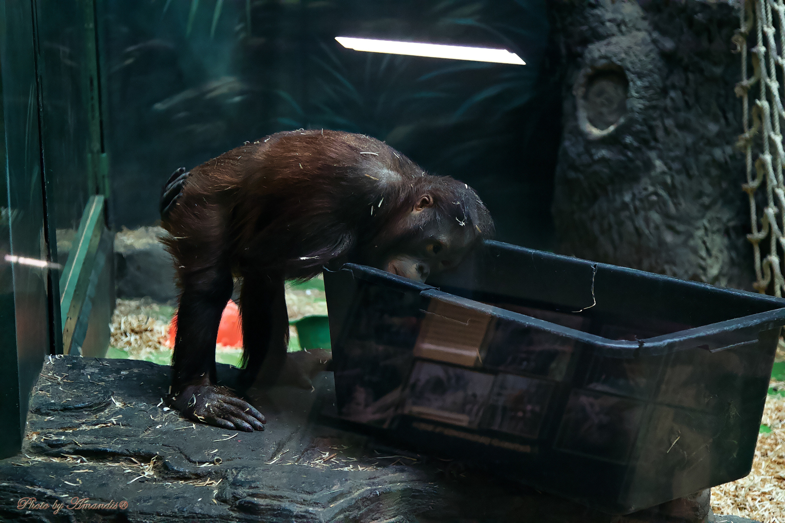 Московский зоопарк (15.02.2023). Репортажная съемка в Москве и области. Анималистика