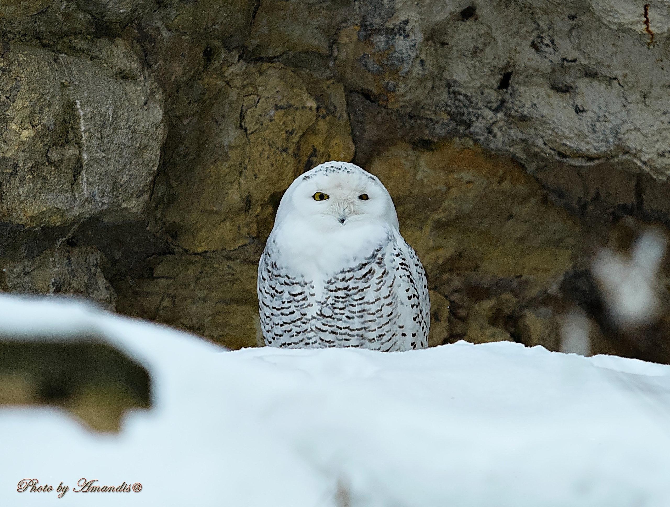 Московский зоопарк (15.02.2023). Репортажная съемка в Москве и области. Анималистика