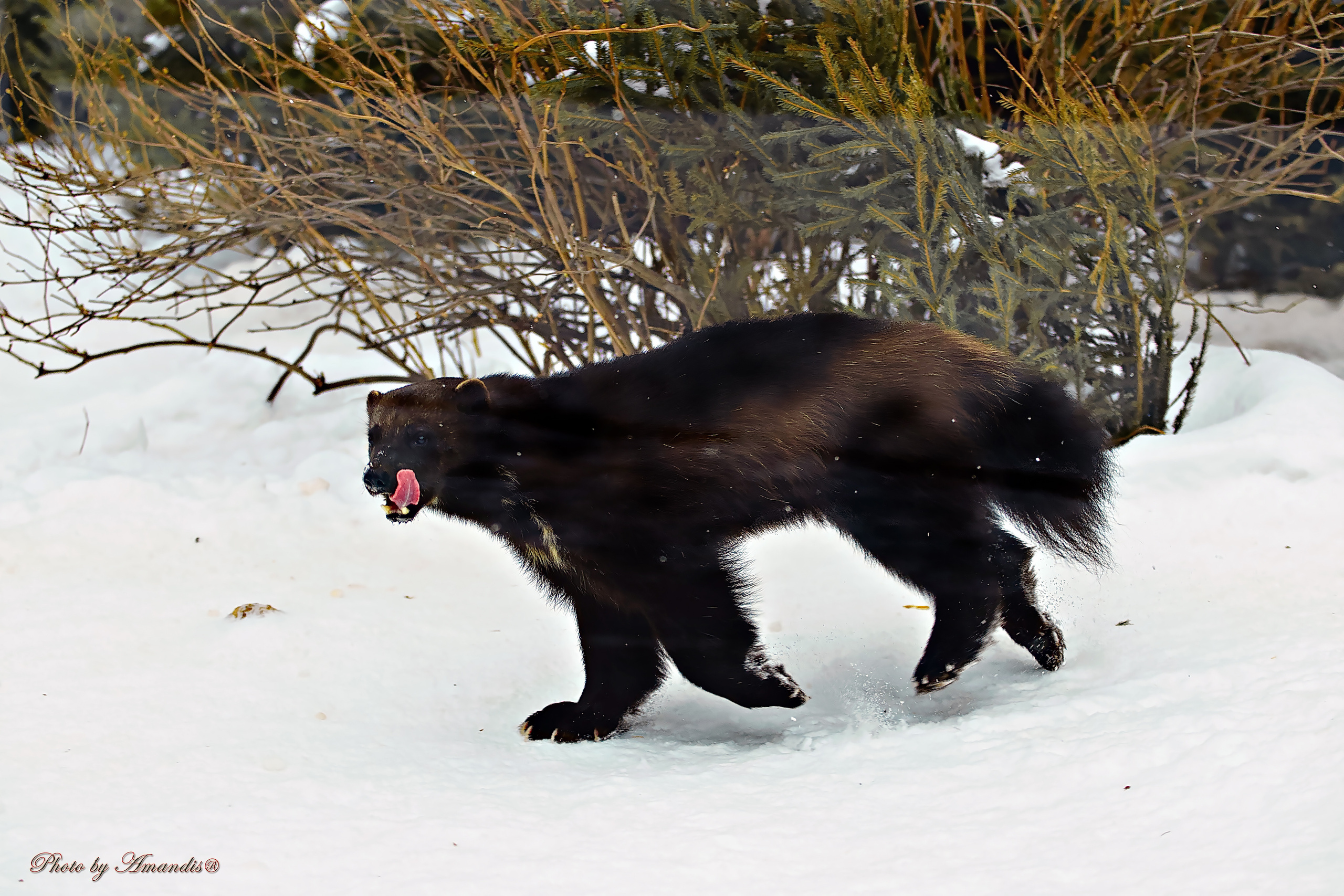 Московский зоопарк (15.02.2023). Репортажная съемка в Москве и области. Анималистика