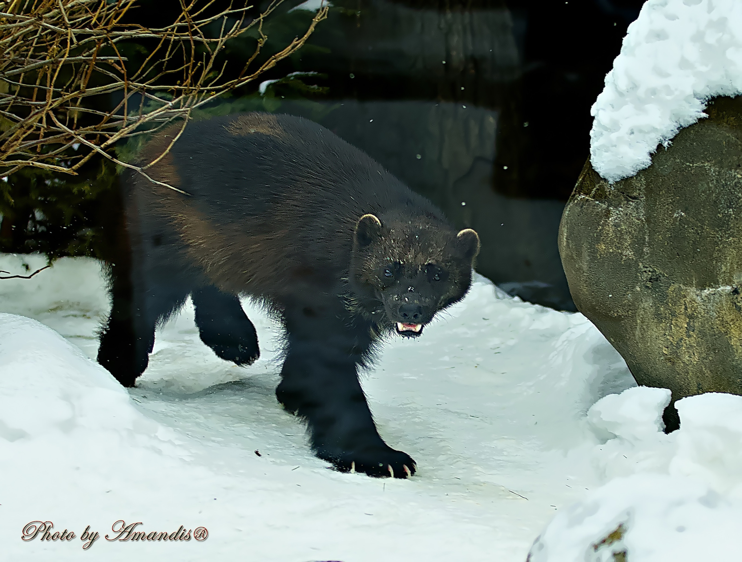 Московский зоопарк (15.02.2023). Репортажная съемка в Москве и области. Анималистика