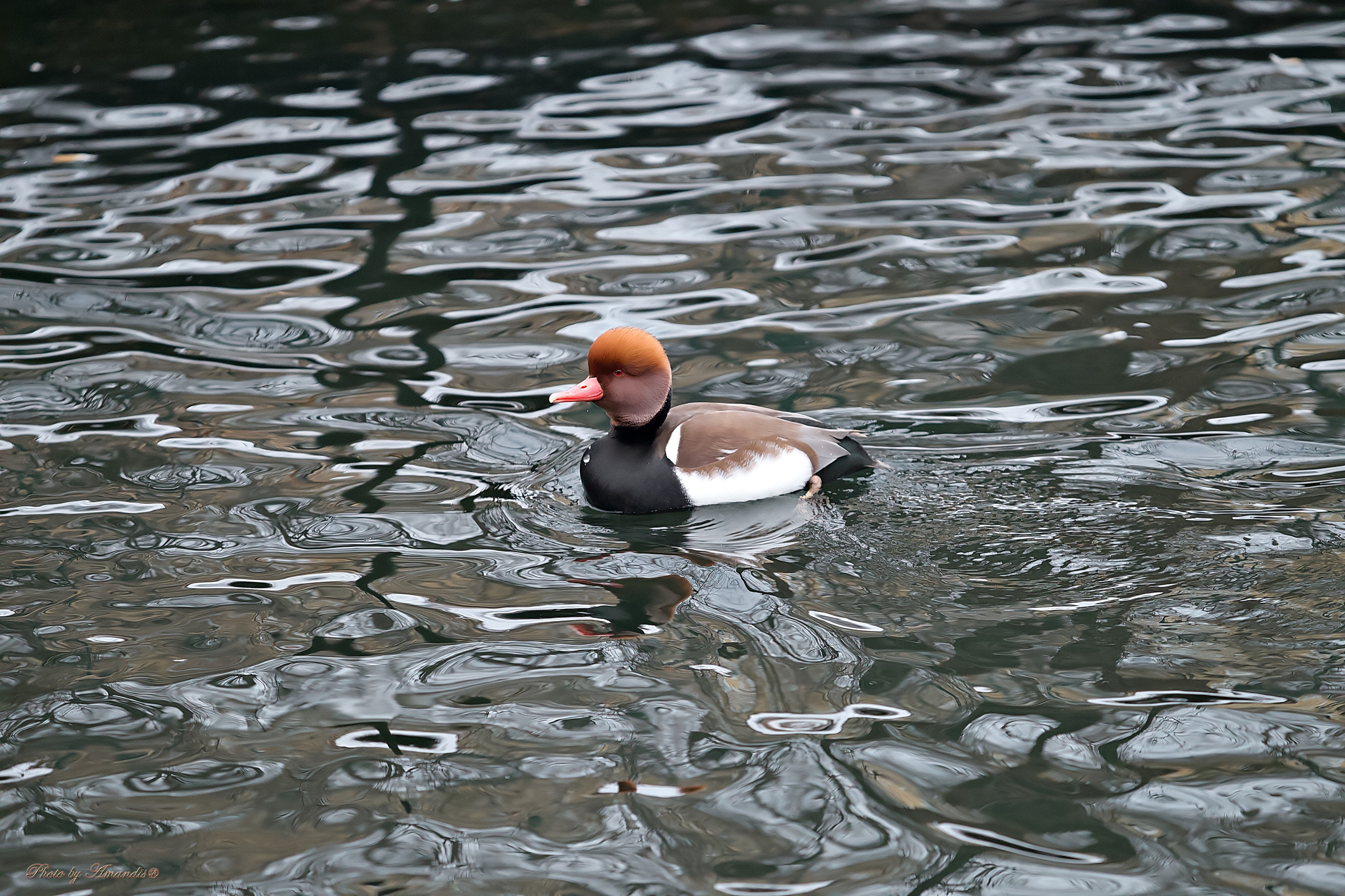 Московский зоопарк (15.02.2023). Репортажная съемка в Москве и области. Анималистика
