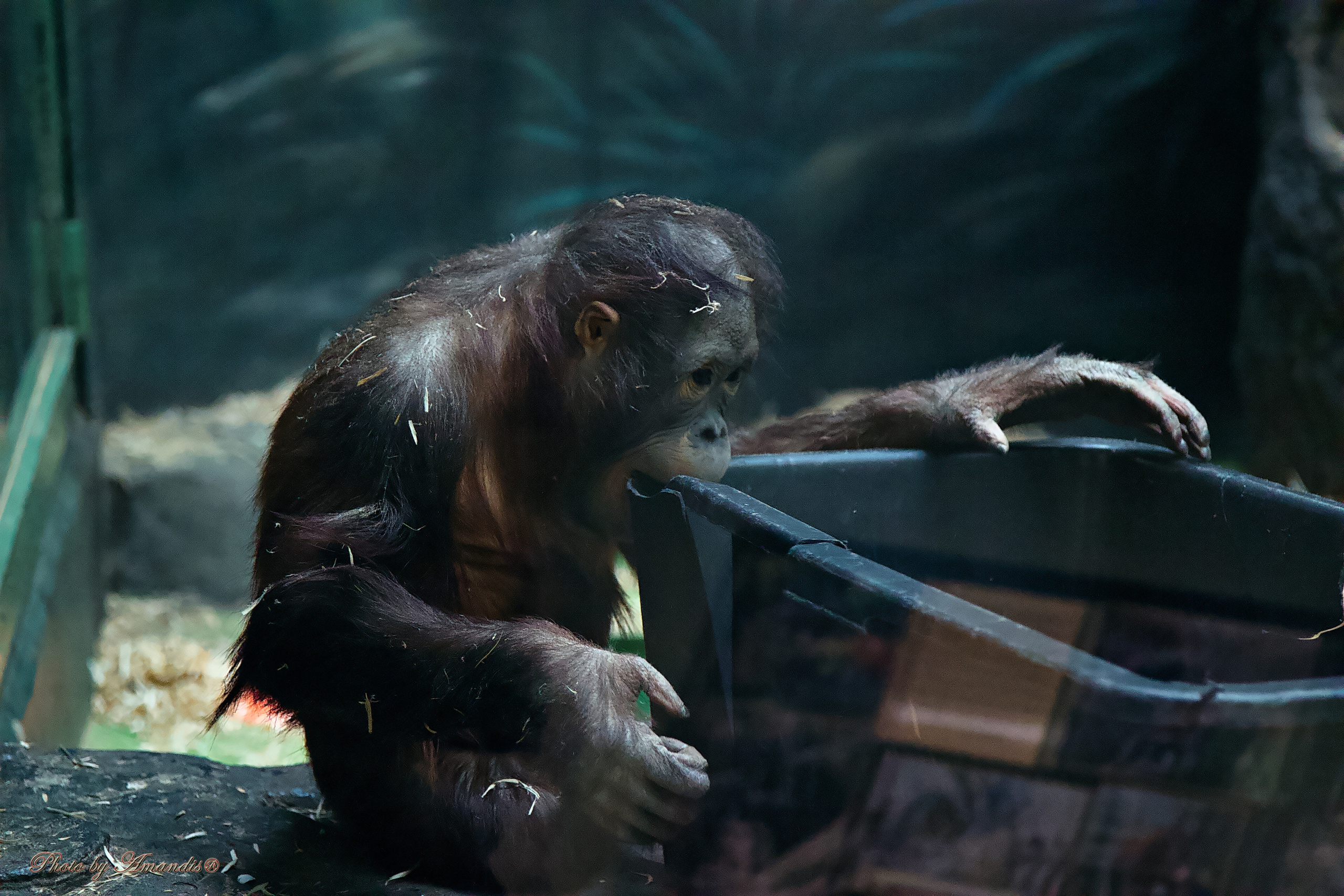 Московский зоопарк (15.02.2023). Репортажная съемка в Москве и области. Анималистика