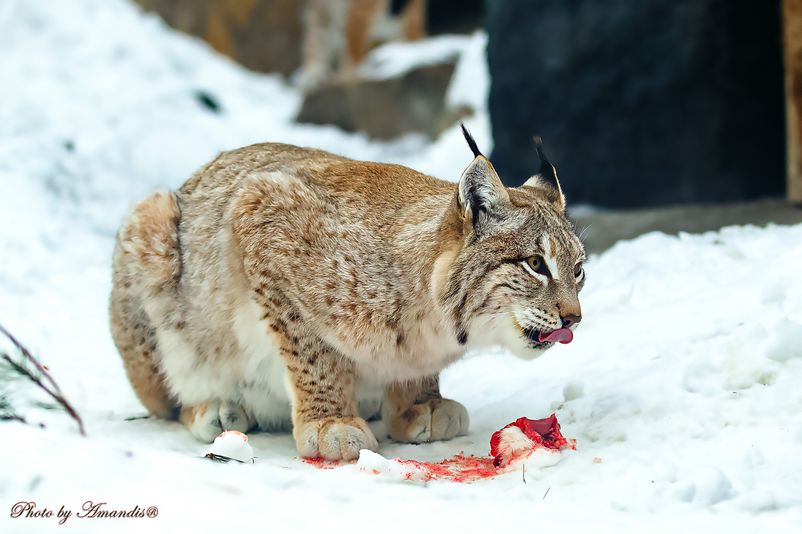 Московский зоопарк (15.02.2023). Репортажная съемка в Москве и области. Анималистика