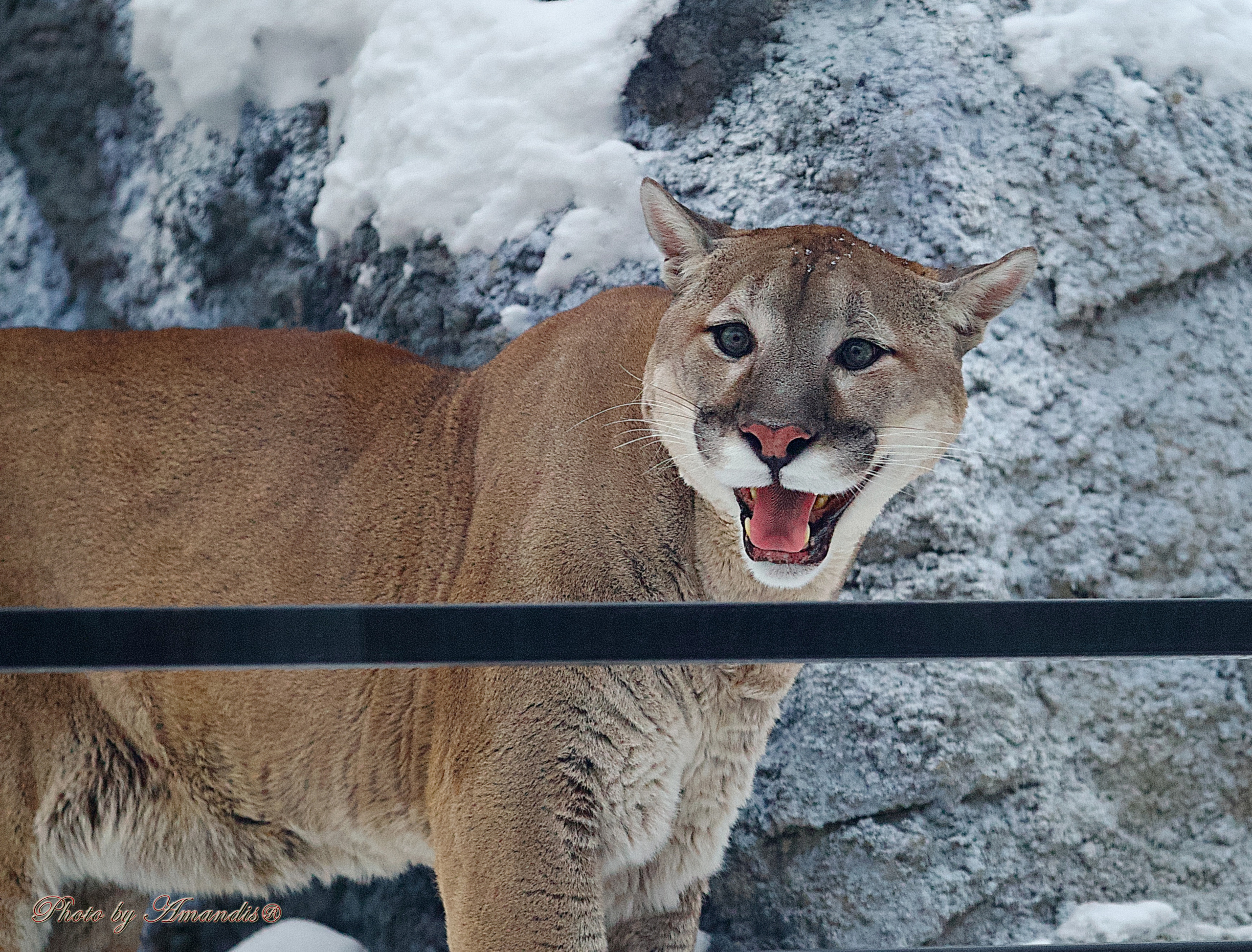 Московский зоопарк (15.02.2023). Репортажная съемка в Москве и области. Анималистика