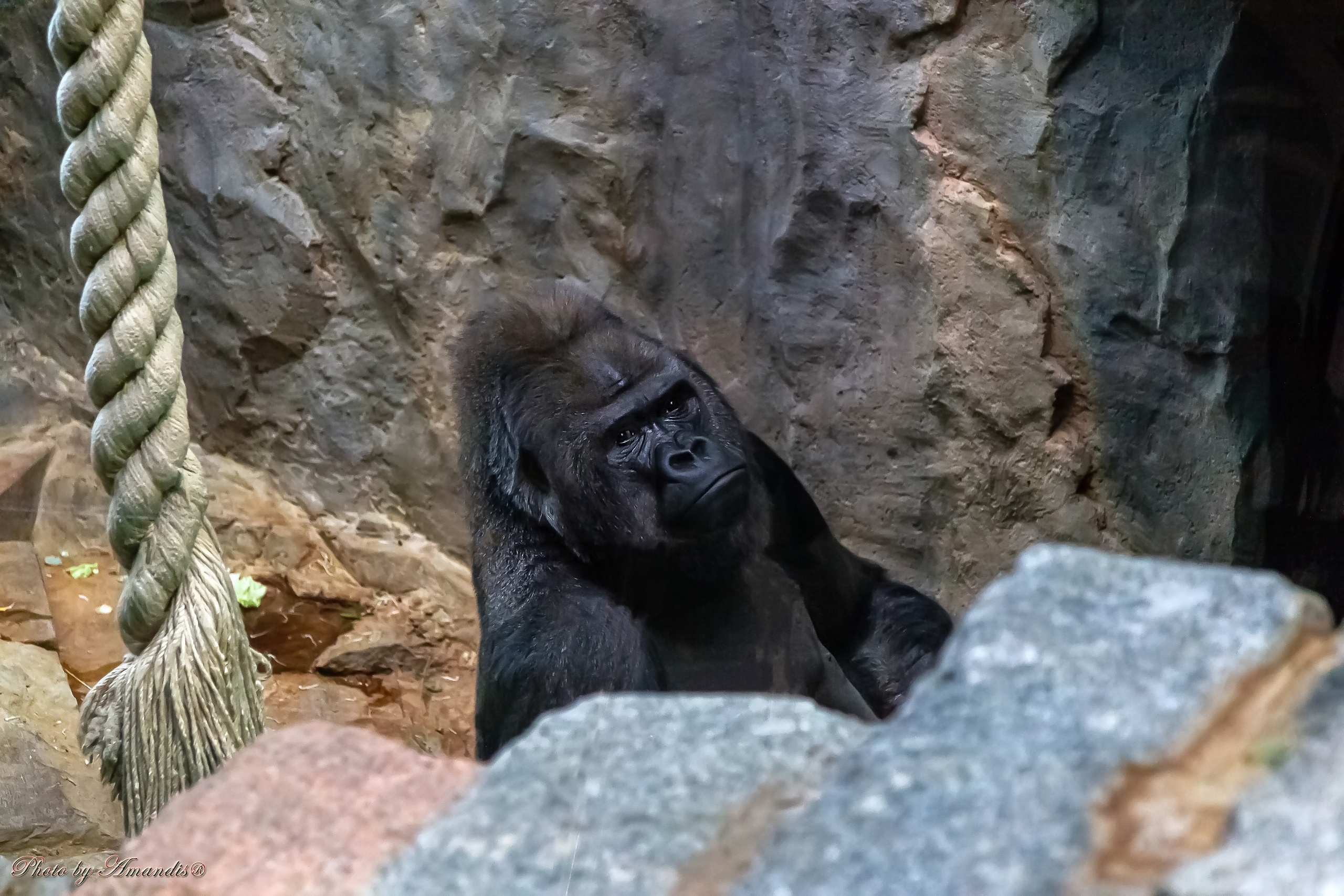 Московский зоопарк (15.02.2023). Репортажная съемка в Москве и области. Анималистика