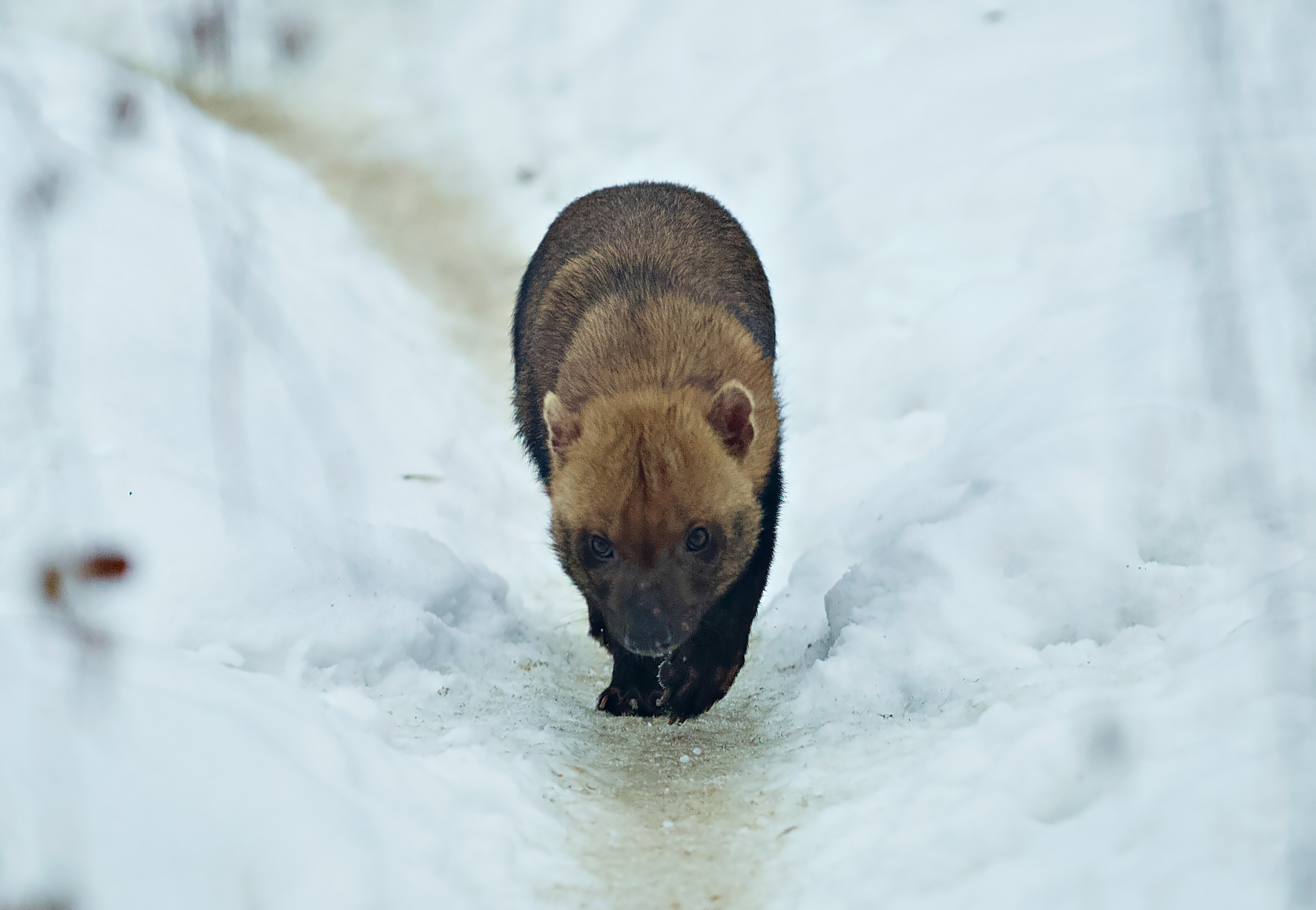 Московский зоопарк (15.02.2023). Репортажная съемка в Москве и области. Анималистика