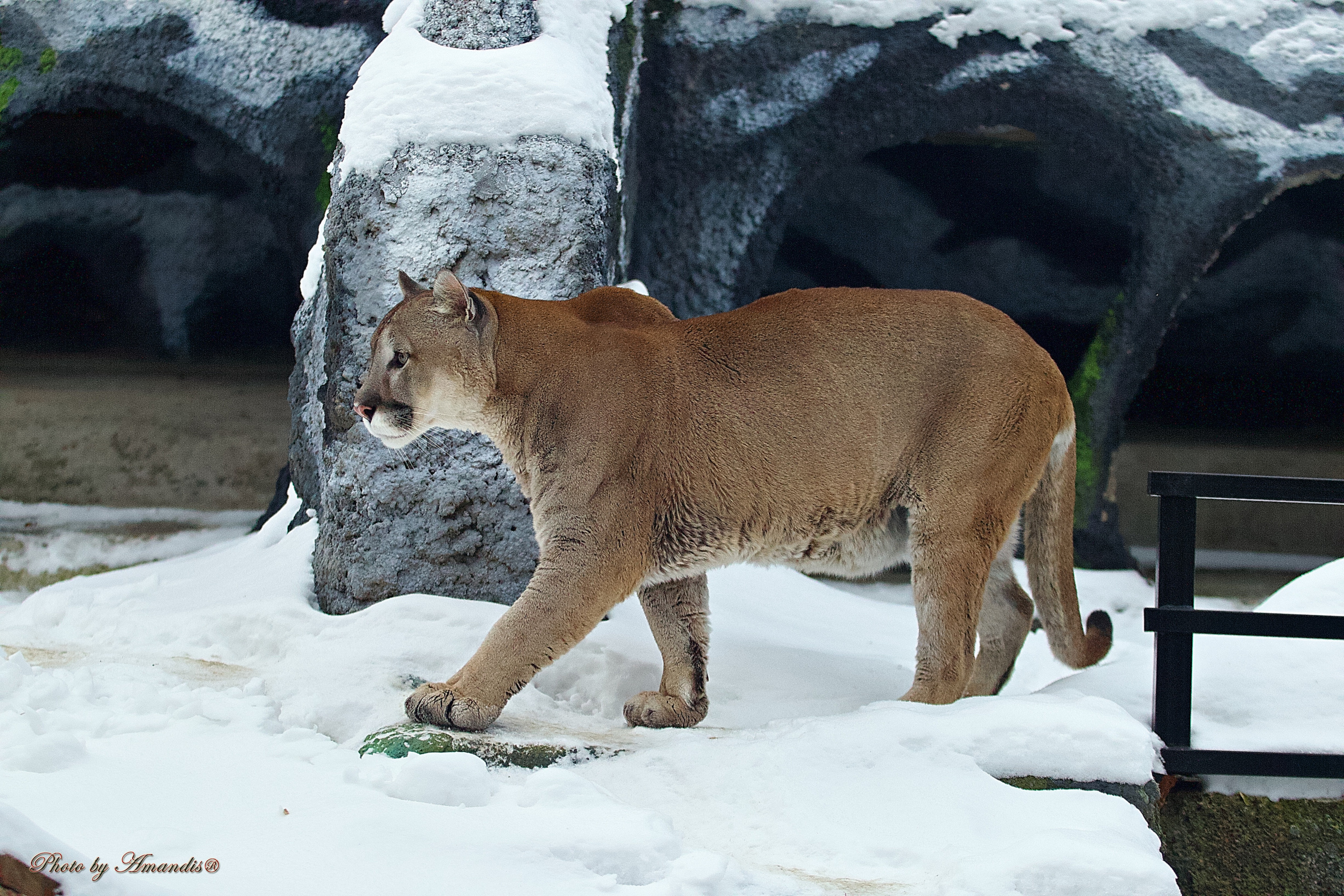 Московский зоопарк (15.02.2023). Репортажная съемка в Москве и области. Анималистика