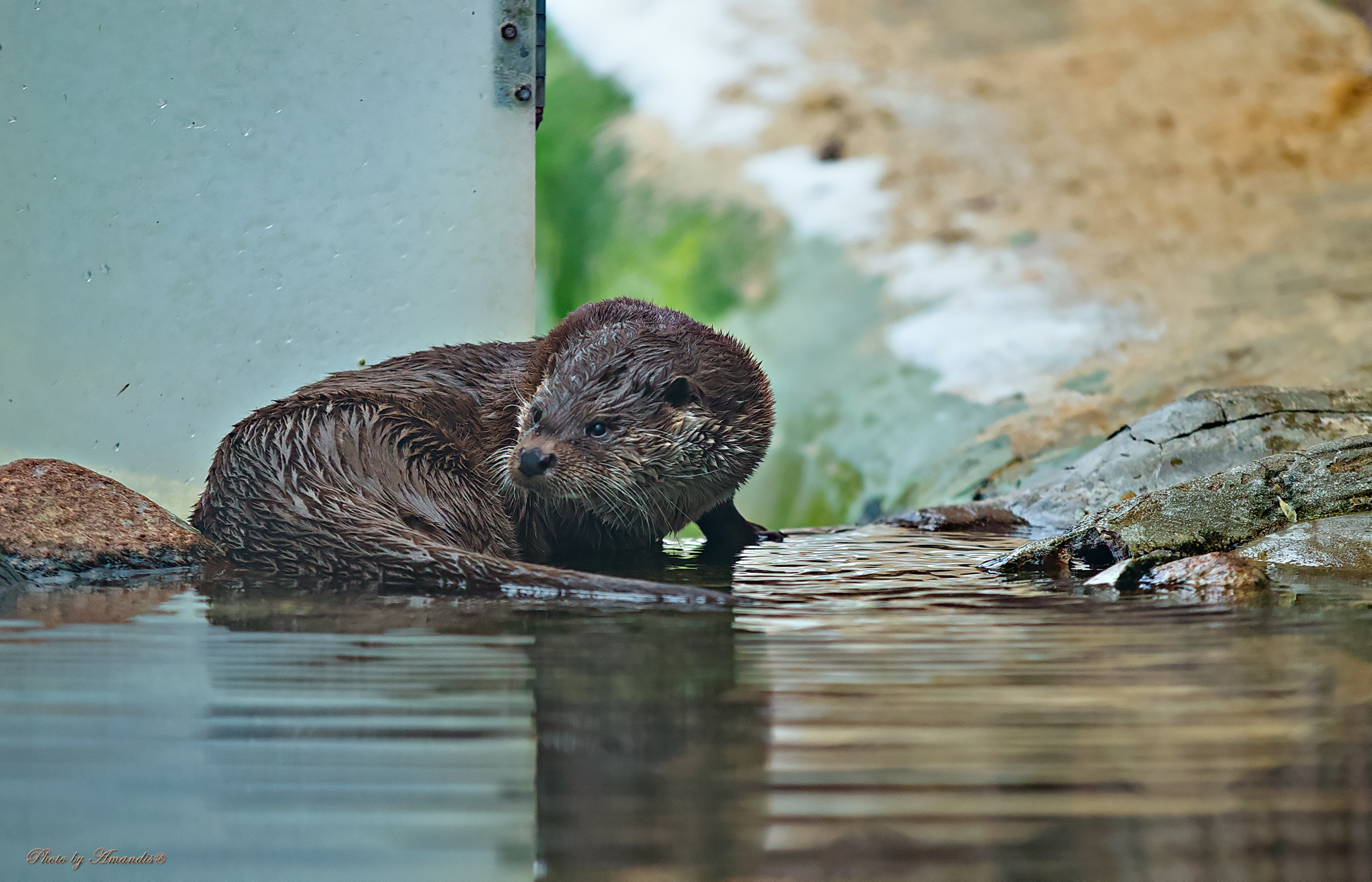 Московский зоопарк (15.02.2023). Репортажная съемка в Москве и области. Анималистика