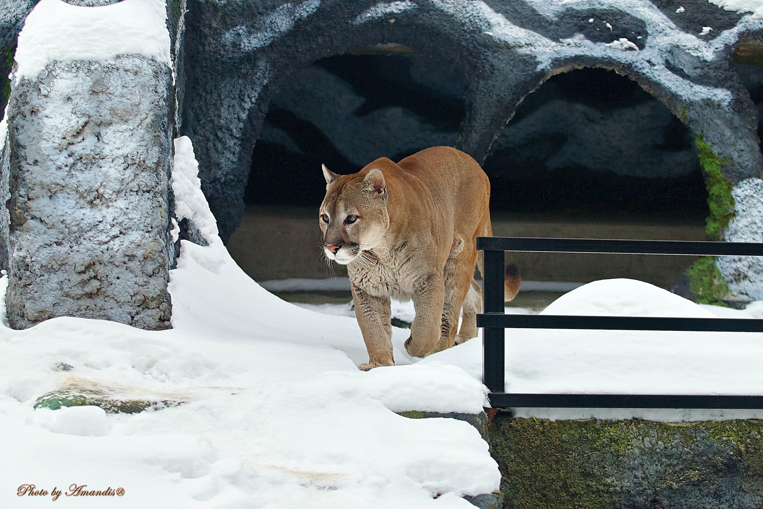 Московский зоопарк (15.02.2023). Репортажная съемка в Москве и области. Анималистика