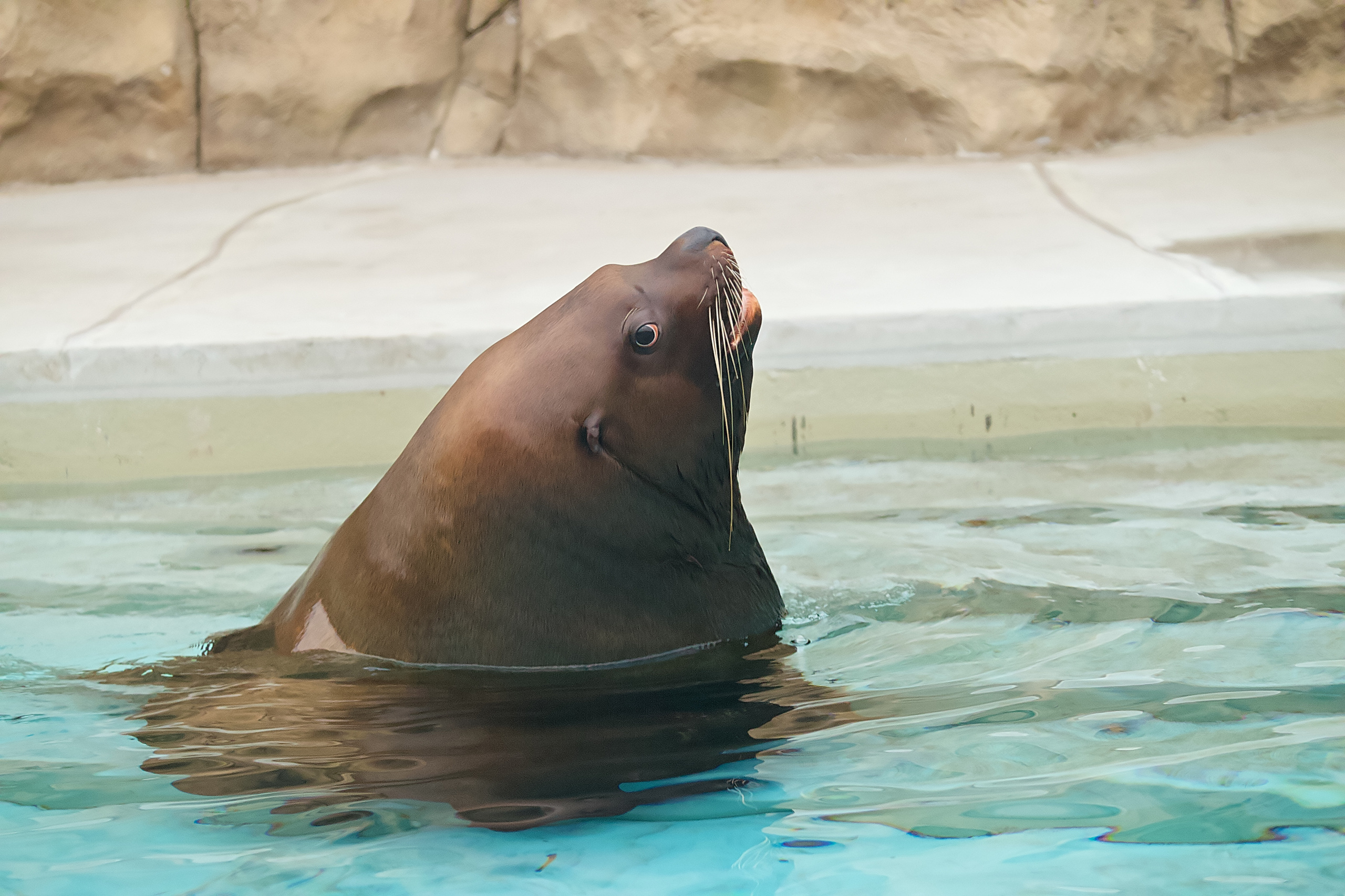 Московский зоопарк (15.02.2023). Репортажная съемка в Москве и области. Анималистика