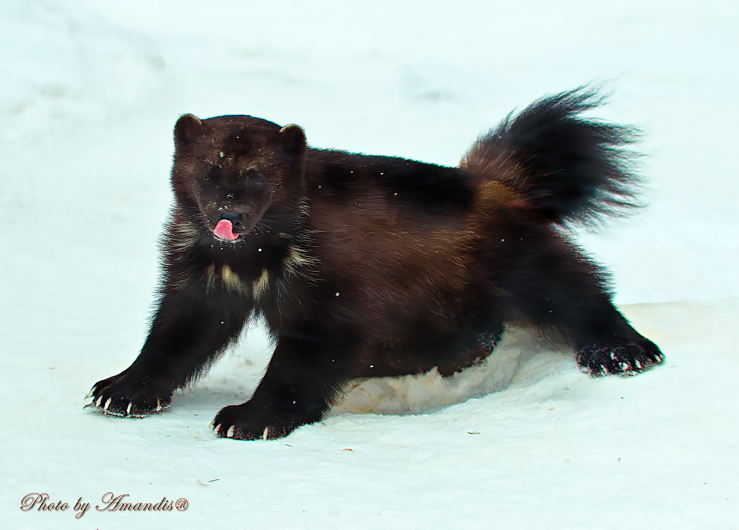 Московский зоопарк (15.02.2023). Репортажная съемка в Москве и области. Анималистика