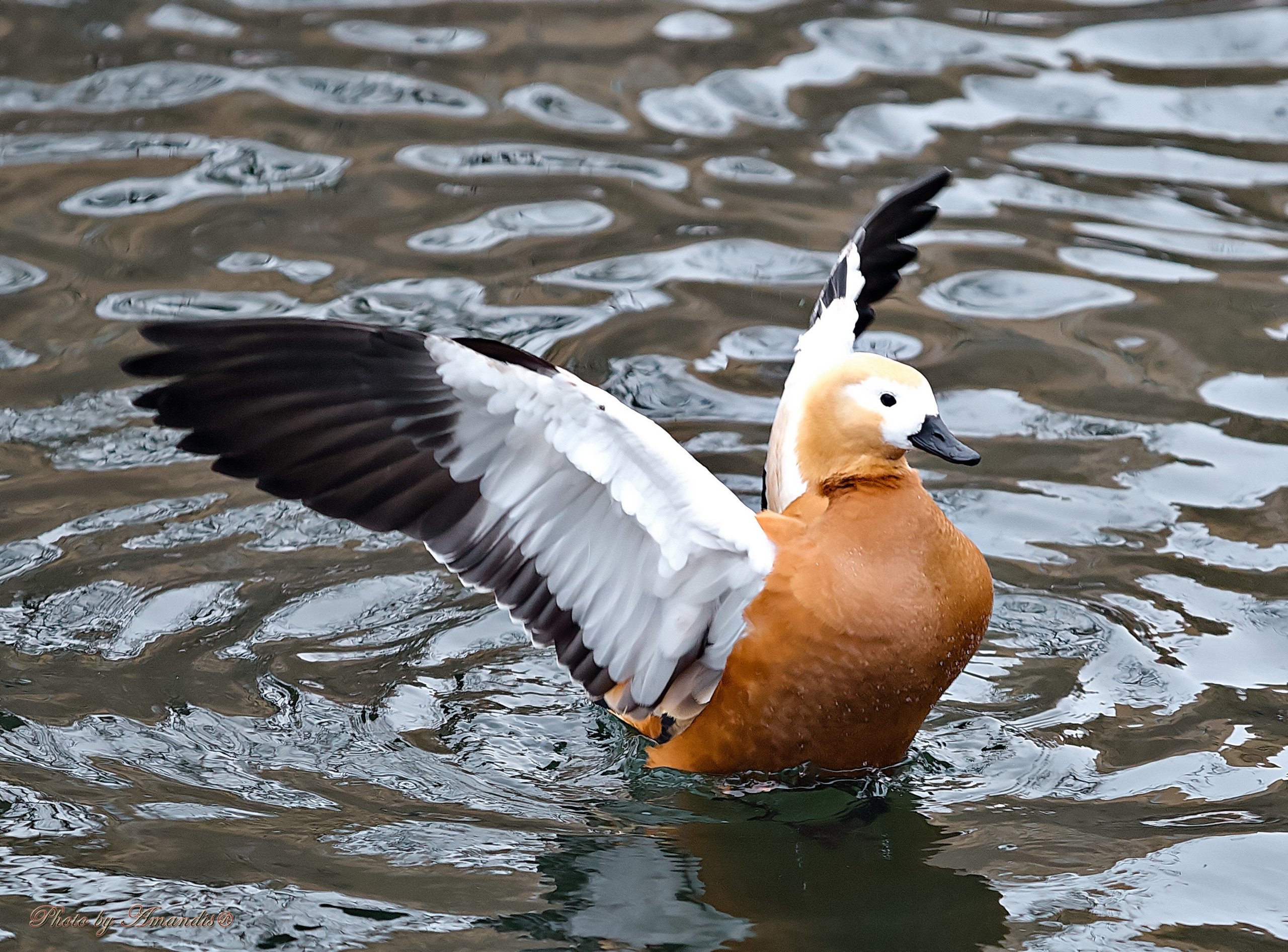 Московский зоопарк (15.02.2023). Репортажная съемка в Москве и области. Анималистика