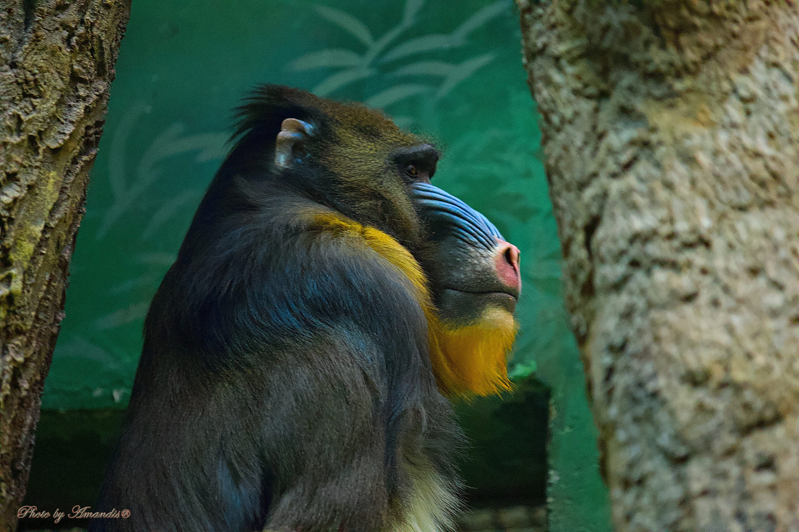 Московский зоопарк (15.02.2023). Репортажная съемка в Москве и области. Анималистика