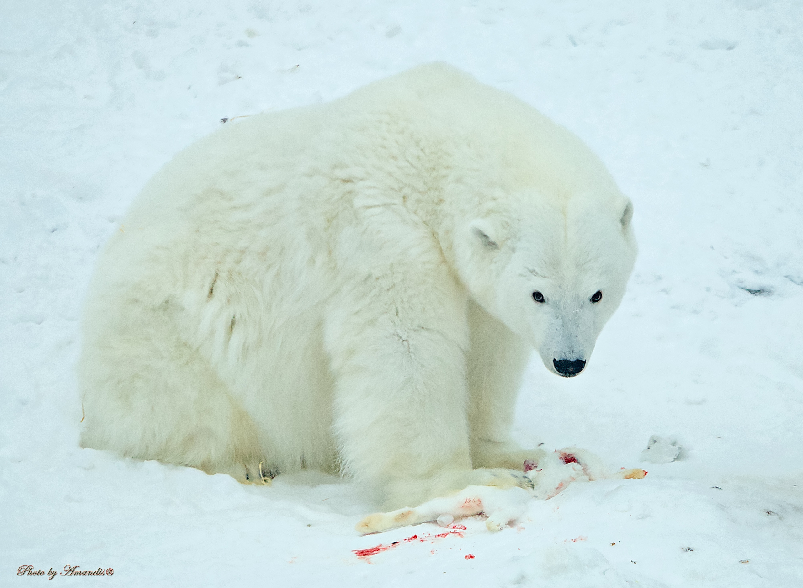 Московский зоопарк (15.02.2023). Репортажная съемка в Москве и области. Анималистика