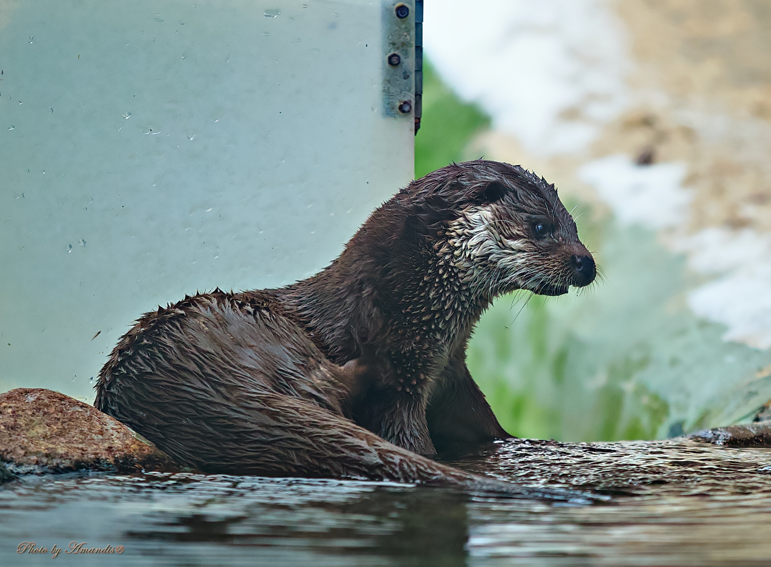 Московский зоопарк (15.02.2023). Репортажная съемка в Москве и области. Анималистика