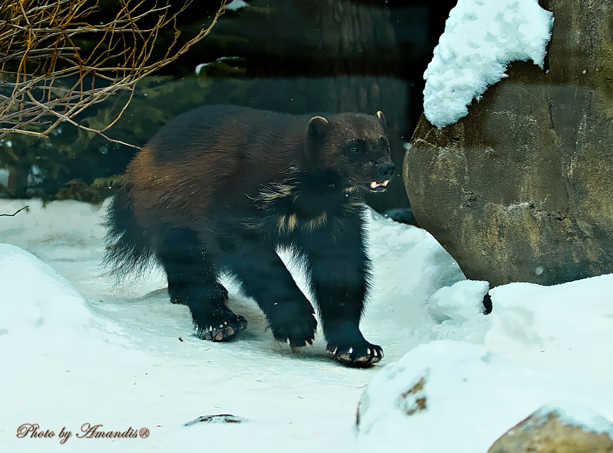 Московский зоопарк (15.02.2023). Репортажная съемка в Москве и области. Анималистика