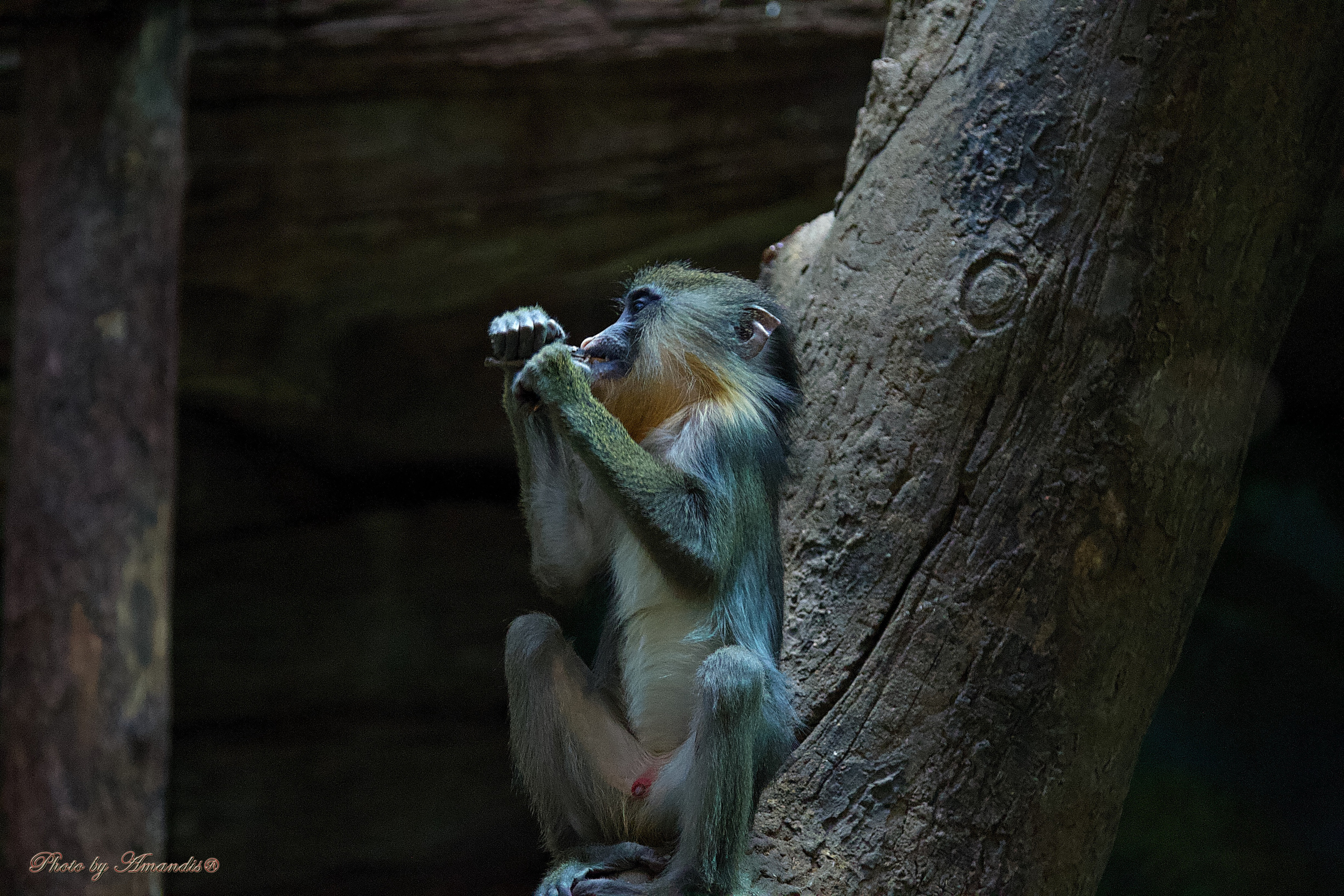 Московский зоопарк (15.02.2023). Репортажная съемка в Москве и области. Анималистика
