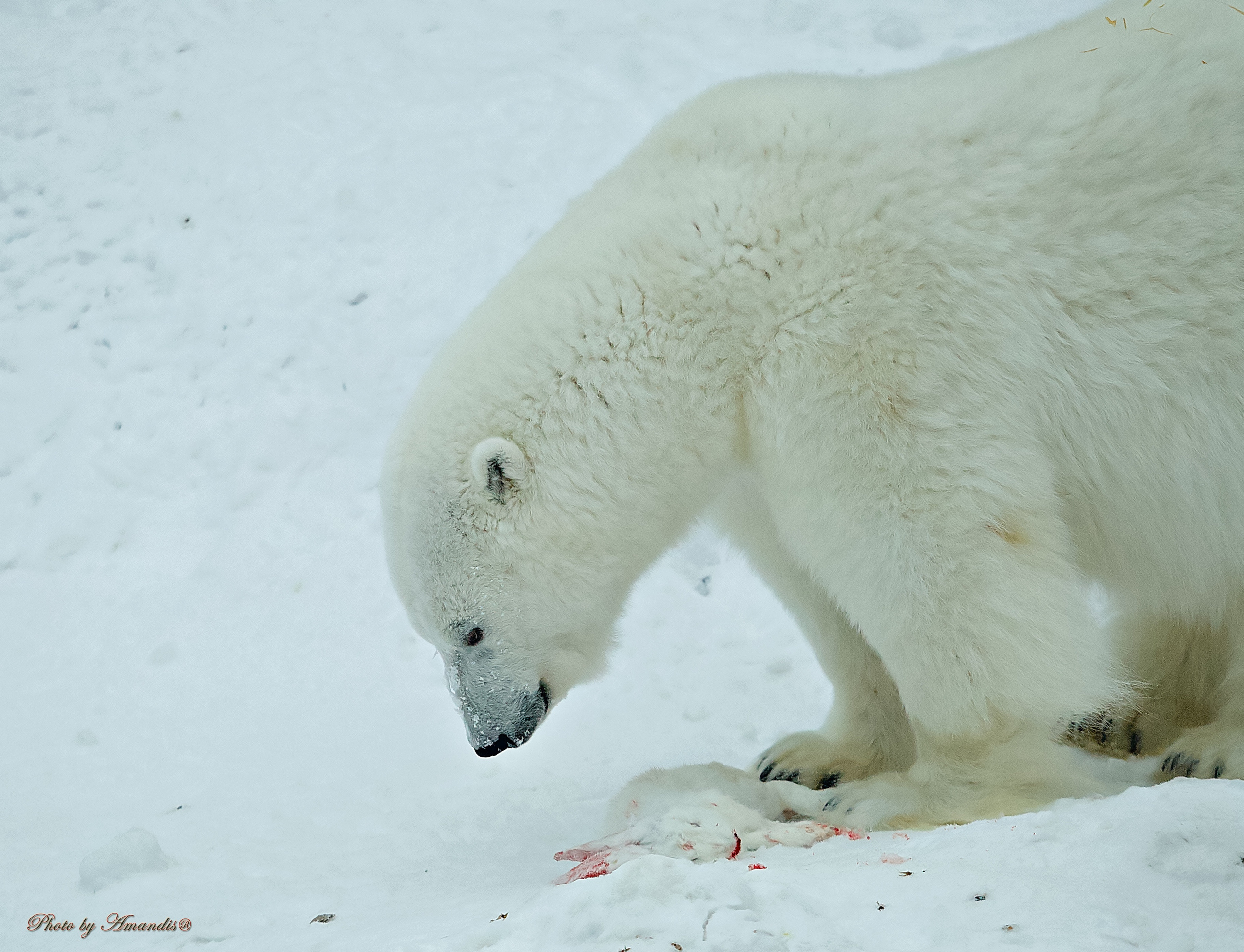 Московский зоопарк (15.02.2023). Репортажная съемка в Москве и области. Анималистика